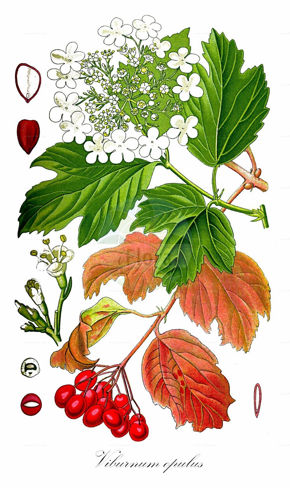 Viburnum opulus - Viburnaceae,Plantae,Pteridobiotina,Angiosperms,Dipsacales,Viburnaceae,Viburnum,Viburnum opulus,Opulus edulis, Opulus glandulosa, Opulus oxycoccos, Opulus palustris, Opulus vulgaris, Viburnum americanum, Viburnum glandulosum, Viburnum lobatum, Viburnum nanum, Viburnum opuloides, Viburnum opulus f. glabrifolium, Viburnum opulus subsp. americanum, Viburnum opulus subsp. opulus, Viburnum opulus subsp. trilobum, Viburnum opulus var. flavum, Viburnum opulus var. opulus, Viburnum opulus var. pimina, Viburnum opulus var. subintegrifolium, Viburnum opulus var. trilobum, Viburnum opulus var. vasicii, Viburnum oxycoccos, Viburnum oxycoccos var. eradiatum, Viburnum oxycoccos var. subintegrifolium, Viburnum palustre, Viburnum pinnina, Viburnum primina, Viburnum trilobum,Gewöhnlicher Schneeball;Gemeiner Schneeball;Wasser-Schneeball;Wasser-Holunder;Wilder Schneeball;guelder-rose;snowball tree;water elder;european cranberrybush;Boule de neige;Viorne obier;sureau d'eau;viorne aquatique;aubier;bois à quenouilles;caillebot;charcoulier;obier;viorne de Sargent;aspil;bola de nieve;bola de oro;güelde;membrera;mundillos;rodela;rosa de Gueldres;sauco de agua;saúco rodel;sauquillo;Oppio;Palle di neve;ballon di neve;sambuco acquatico;pallone di neve;sambuco rosso;guelderse roos;gelderse roos;bola-de-neve;noveleiro;rosa-de-Gueldres;viburno;калина обыкновенная;калина Саржента;gilaburu;butinë;aliguer;bola de neu;mató de monja;matoner;saúc d'agua;saúc doble;obična udikovina;olvon;snöbollsbuske;kvalkved;snebolletræ;kalina koralowa;kamboku;カンボク;brogovita;kányabangita;kalina obecná;kalina obyčajná;калина звичайна;червена калина;harilik lodjapuu;parastā irbene;krossved;koiranheisi;црвена удика;paprastasis putinas;jī shù tiáo;鸡树条