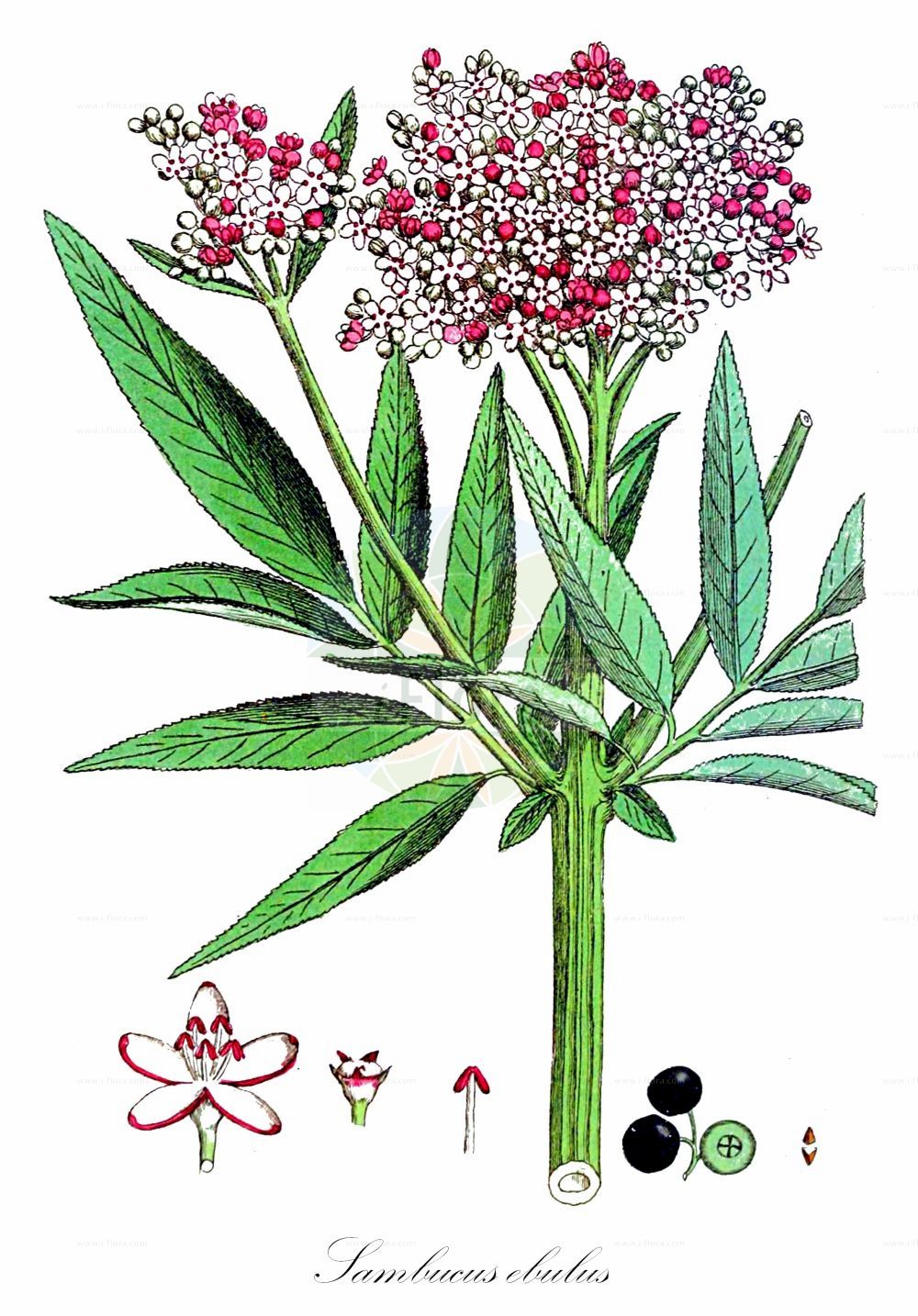 Sambucus ebulus - Viburnaceae,Plantae,Pteridobiotina,Angiosperms,Dipsacales,Viburnaceae,Sambucus,Sambucus ebulus,Ebulum humile, Sambucus humilis, Sambucus paucijuga, Viburnum ebulus,Zwerg-Holunder;Attich;dwarf elder;danewort;dwarf elderberry;Petit sureau;Sureau yèble;hièble;herbe à l'aveugle;herbe à punaises;herbe aux yeux;yèble;sauco menor;yezgo;evol;yebo;mielgo;chavos;ébulo;follanastro;hiabos;hiebos;hielgo;hiezgo;matapulgas;niervos;pudimal;pudio;putiera;sabuco;sabuco menor;sabuquillo;sanguillo;saúco;saúco blanco;saúco menor;xenlos;xeulos;Sambuco lebbio;sambuco minore;ebbio;sambuchello;ebolo;sambichella;sambuchella;sambuco ebbio;behaard breukkruid;kruidvlier;ébulo;engos;erva-de-são-cristovão;sabugueirinho;sabugueiro;sabugueiro-anão;бузина вонючая;бузина травянистая;mürver otu;qingla;shtog;cànem bord;carnosa;èbul;èvol;èvol ver;llampúdol;matacà;pudemans;pudols;saüc pudent;crnoglavac;sommarhyll;sommarfläder;sommer-hyld;bez hebd;dziki bez hebd;habat;smrdljivi bezeg;földi bodza;gyalogbodza;bez chebdí;boz;baza chabzdová;chabdzie;бузина трав'яниста;бъзак;бъзей;бъзовина;бъзовляк;бъзуняк;ниско бъзе;нисък бъз;още бъзе;тревист бъз;бурјан;обични бурјан;счрдљива базга;sambuk amitti;סַמְבּוּק אֲמִתִּי;βουζιά