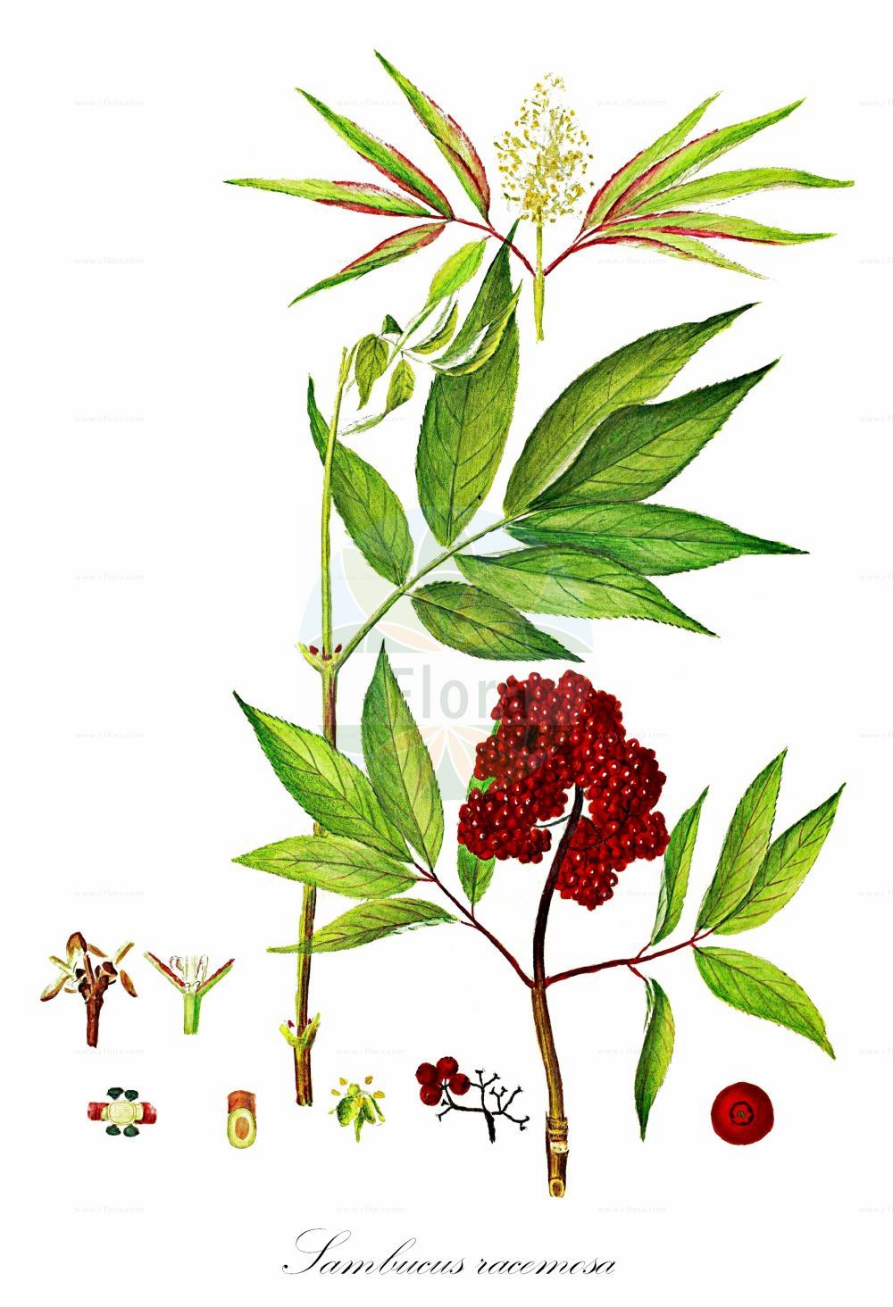 Sambucus racemosa - Viburnaceae,Plantae,Pteridobiotina,Angiosperms,Dipsacales,Viburnaceae,Sambucus,Sambucus racemosa,Sambucus borealis, Sambucus racemosa var. laciniata, Sambucus racemosa var. racemosa, Sambucus sylvestris,Roter Holunder;Trauben-Holunder;Berg-Holunder;red-berried elder;alpine elder;red elder;red elderberry;Sureau à grappes;sureau rouge;sureau aux cerfs;sureau de montagne;sabuquero;saúco rojo;sauquero rojo;Sambuco rosso;sambuco montano;beemd-ooievaarsbek;bergvlier;trosvlier;sabugueiro-vermelho;бузина красная;shtog;arraïmat;saüc racemós;crvena bazga;beemd-have;druffläder;druvfläder;drue-hyld;bez koralowy;dziki bez koralowy;divji bezeg;fürtös bodza;bez červený;baza červená;бузина червона;червен бъз;punane leeder;sarkanais plūškoks;rødhyll;terttuselja;планинска зова;raudonuogis šeivamedis
