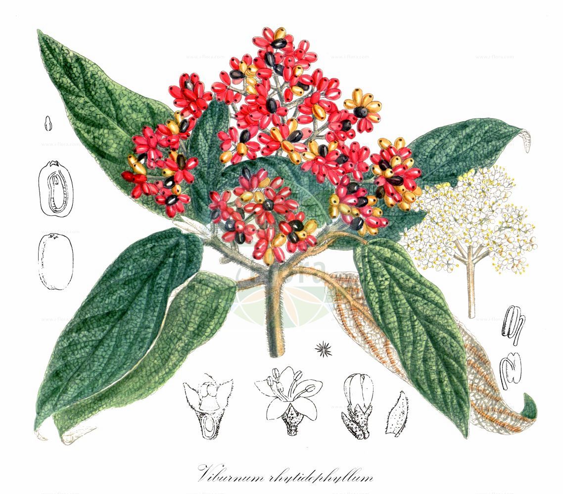 Viburnum rhytidophyllum - Viburnaceae,Plantae,Pteridobiotina,Angiosperms,Dipsacales,Viburnaceae,Viburnum,Viburnum rhytidophyllum,Runzelblättriger Schneeball;Immergrüner Schneeball;wrinkled viburnum;Viorne rugueuse;viorne à feuilles ridées;Viburno rugoso;калина морщинистолистная;udikovina;kalina sztywnolistna;ráncoslevelű bangita;kalina svraskalá;kalina vráskavolistá;zhòu yè jiá mi;皱叶荚蒾