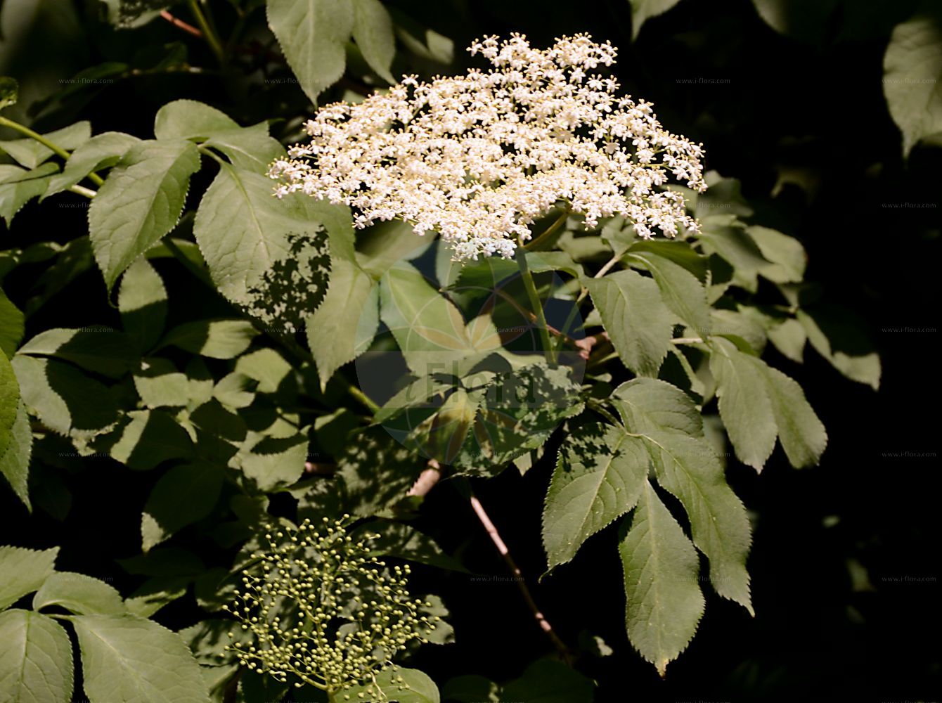 Sambucus nigra - Viburnaceae,Plantae,Pteridobiotina,Angiosperms,Dipsacales,Viburnaceae,Sambucus,Sambucus nigra,Sambucus alba, Sambucus aurea, Sambucus columnaris, Sambucus dissecta, Sambucus elegans, Sambucus graveolens, Sambucus hirta, Sambucus laciniata, Sambucus leucocarpa, Sambucus lucida, Sambucus monstrosa, Sambucus nigra f. pendula, Sambucus nigra subsp. nigra, Sambucus pulverulenta, Sambucus pyramidata, Sambucus virescens, Sambucus vulgaris,Schwarzer Holunder;elder;black elder;bore tree;bour tree;common elder;black elderberry;european black elderberry;Grand sureau;Sureau noir;arbre de Judas;haut bois;sambuce;saou;seuillet;seuillon;seus;sus;suseau;susier;sauco comun;sauco común;cañilero;flauta;sabuco;sabuquero;samuquero;saúco;saúco común;saúco mayor;saúco negro;sauqué;Sambuco comune;Sambuco nero;beemd-vossestaart;gewoone vlier;gewone vlier;sabugueiro;camineiro;candelheiro;flor-de-sabugueiro;galacrista;galavista;rosa-de-bem-fazer;sabugo;sabugueiro-negro;sabugueiro-preto;бузина чёрная;ağaç mürver;shtog;shtogu;benabre;bonarbre;menabre;sabuquer;sahuqué;saüc;saüc ver;saül;saüquer;crna bazga;fläder;almindelig hyld;bez czarny;dziki bez czarny;črni bezeg;fekete bodza;bez černý;soc;baza čierna;бузина чорна;свирчовина;черен бъз;must leeder;melnais plūškoks;svarthyll;mustaselja;sambuk shachor;סַמְבּוּק שָׁחֹר;juoduogis šeivamedis;κουφοξυλιά