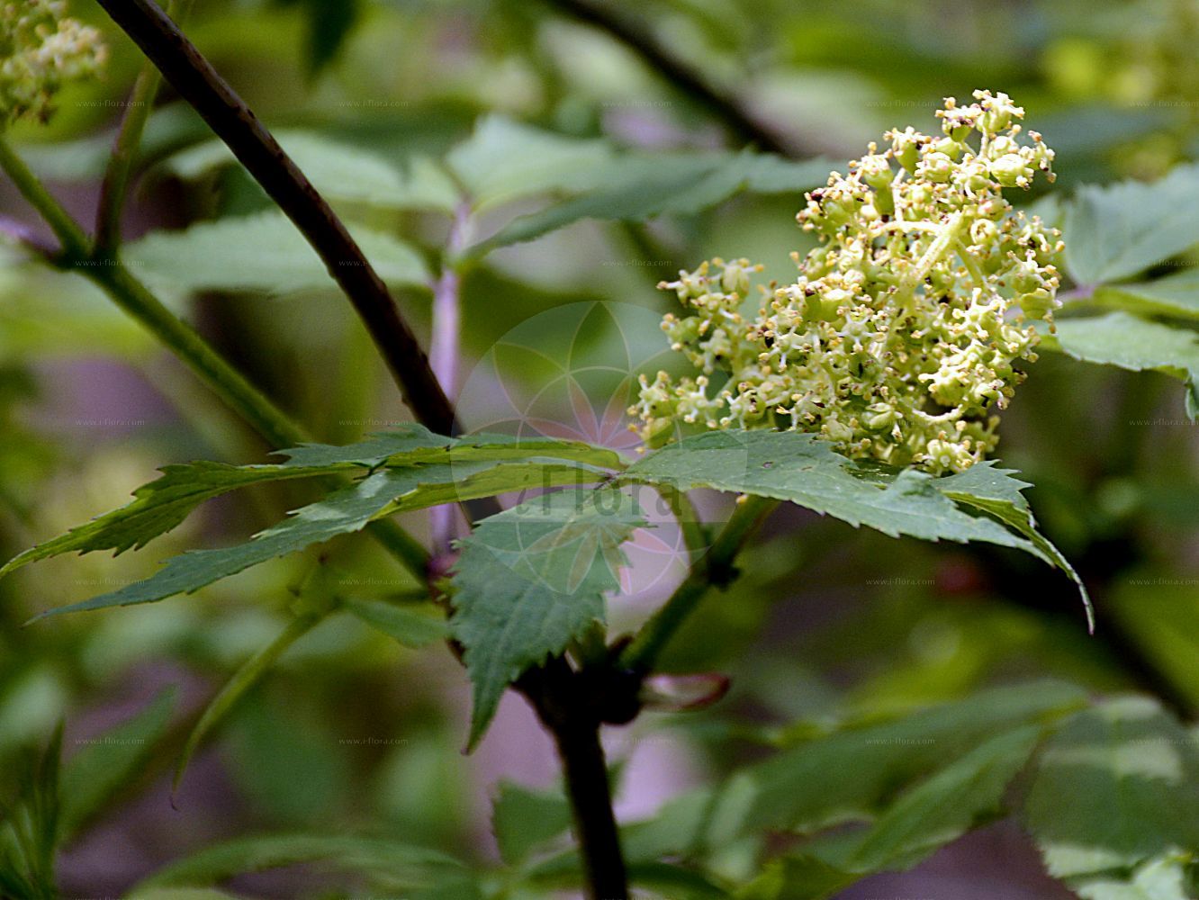 Sambucus racemosa - Viburnaceae,Plantae,Pteridobiotina,Angiosperms,Dipsacales,Viburnaceae,Sambucus,Sambucus racemosa,Sambucus borealis, Sambucus racemosa var. laciniata, Sambucus racemosa var. racemosa, Sambucus sylvestris,Roter Holunder;Trauben-Holunder;Berg-Holunder;red-berried elder;alpine elder;red elder;red elderberry;Sureau à grappes;sureau rouge;sureau aux cerfs;sureau de montagne;sabuquero;saúco rojo;sauquero rojo;Sambuco rosso;sambuco montano;beemd-ooievaarsbek;bergvlier;trosvlier;sabugueiro-vermelho;бузина красная;shtog;arraïmat;saüc racemós;crvena bazga;beemd-have;druffläder;druvfläder;drue-hyld;bez koralowy;dziki bez koralowy;divji bezeg;fürtös bodza;bez červený;baza červená;бузина червона;червен бъз;punane leeder;sarkanais plūškoks;rødhyll;terttuselja;планинска зова;raudonuogis šeivamedis