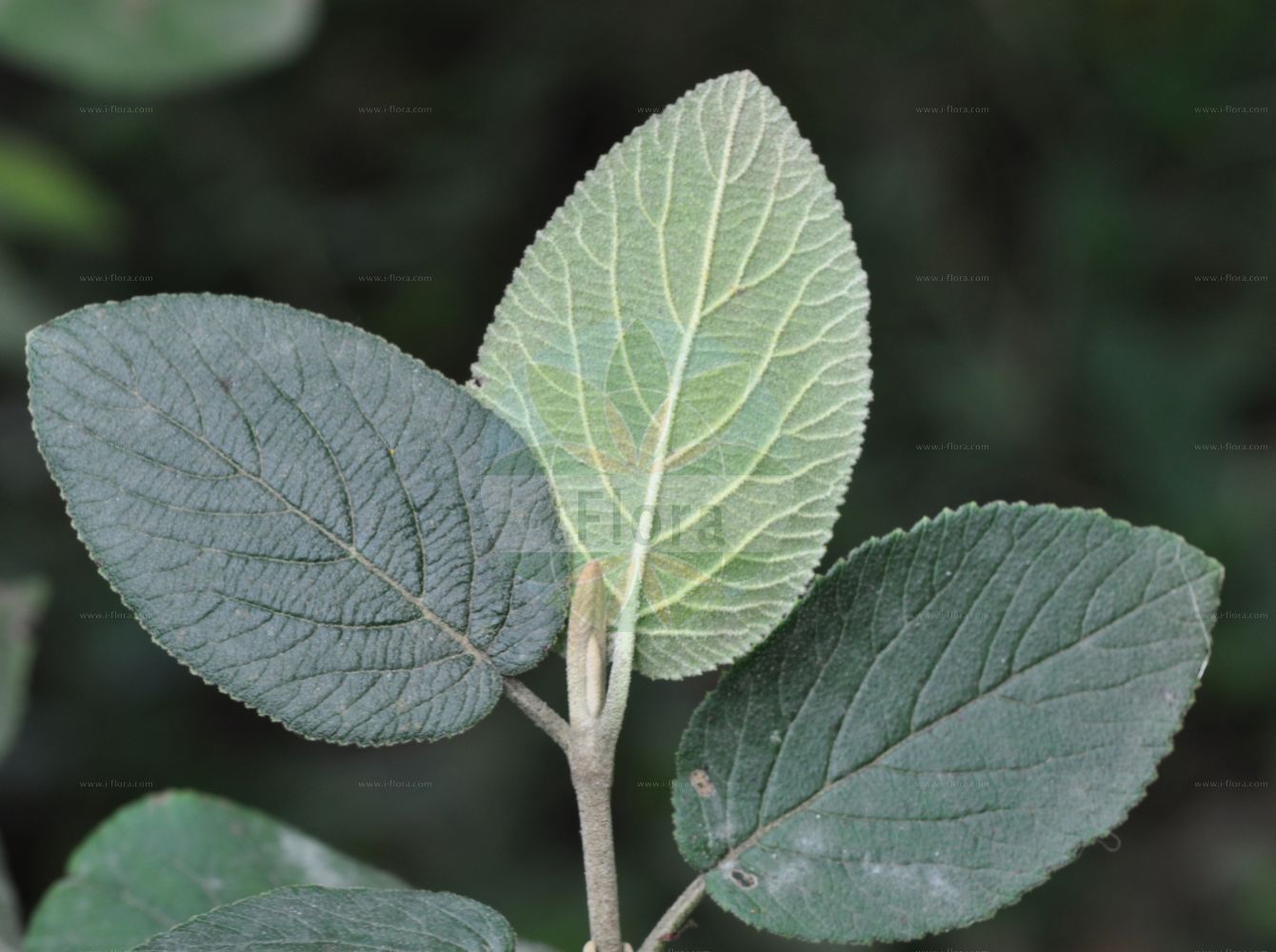 Viburnum lantana - Viburnaceae,Plantae,Pteridobiotina,Angiosperms,Dipsacales,Viburnaceae,Viburnum,Viburnum lantana,Viburnum aragonense, Viburnum farinosum, Viburnum lantana var. europaeum, Viburnum maculatum, Viburnum tomentosum,Wolliger Schneeball;Schlingen-Schneeball;wayfaring-tree;mealy guelder rose;Mancienne;Viorne lantane;viorne flexible;auborne;barbaris;bardeau;cochère;crève-chien;lantane;mancine;mantiane;oreilles de lapin;viburno comune;viburno común;barbadejo;barbatilla;betalaina;burrionera;cabritilla;carajula;copos de nieve;flor de bandera;lantana;marmaratilla;matagente;mentironera;morrionera;palo bruja;petichaina;pierno;revienta-gallinas;tintilaína;ventilaína;viburno;Viburno lantana;viorno;antana;lantana;lentaggine;metallo;vavorna;viborno;viorna;basterd-klaver;wollige sneeuwbal;горд;гордовик;гордовина цельнолистная;гордовое дерево;калина гордовина;калина чёрная;germeşe;butinë;barbadell;cantellatge;tortellatge;vunasta udikovina;kalina hordowina;dobrovita;ostormén bangita;kalina tušalaj;darmoz;kalina siripútková;калина цілолиста;упът;черна калина;калина;шибика;шибиковина