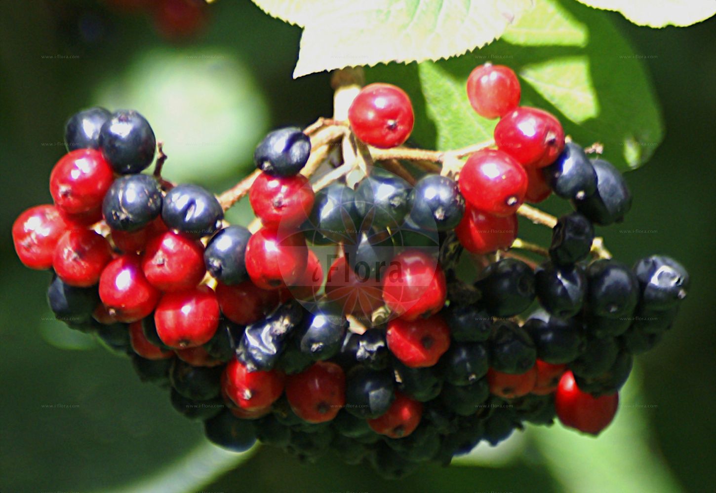 Viburnum lantana - Viburnaceae,Plantae,Pteridobiotina,Angiosperms,Dipsacales,Viburnaceae,Viburnum,Viburnum lantana,Viburnum aragonense, Viburnum farinosum, Viburnum lantana var. europaeum, Viburnum maculatum, Viburnum tomentosum,Wolliger Schneeball;Schlingen-Schneeball;wayfaring-tree;mealy guelder rose;Mancienne;Viorne lantane;viorne flexible;auborne;barbaris;bardeau;cochère;crève-chien;lantane;mancine;mantiane;oreilles de lapin;viburno comune;viburno común;barbadejo;barbatilla;betalaina;burrionera;cabritilla;carajula;copos de nieve;flor de bandera;lantana;marmaratilla;matagente;mentironera;morrionera;palo bruja;petichaina;pierno;revienta-gallinas;tintilaína;ventilaína;viburno;Viburno lantana;viorno;antana;lantana;lentaggine;metallo;vavorna;viborno;viorna;basterd-klaver;wollige sneeuwbal;горд;гордовик;гордовина цельнолистная;гордовое дерево;калина гордовина;калина чёрная;germeşe;butinë;barbadell;cantellatge;tortellatge;vunasta udikovina;kalina hordowina;dobrovita;ostormén bangita;kalina tušalaj;darmoz;kalina siripútková;калина цілолиста;упът;черна калина;калина;шибика;шибиковина