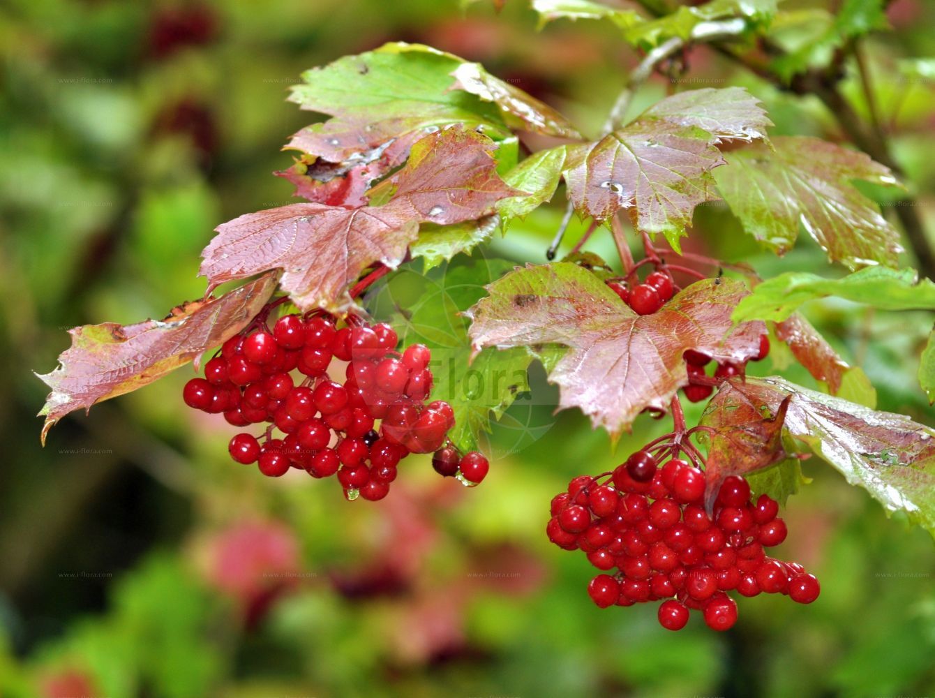 Viburnum opulus - Viburnaceae,Plantae,Pteridobiotina,Angiosperms,Dipsacales,Viburnaceae,Viburnum,Viburnum opulus,Opulus edulis, Opulus glandulosa, Opulus oxycoccos, Opulus palustris, Opulus vulgaris, Viburnum americanum, Viburnum glandulosum, Viburnum lobatum, Viburnum nanum, Viburnum opuloides, Viburnum opulus f. glabrifolium, Viburnum opulus subsp. americanum, Viburnum opulus subsp. opulus, Viburnum opulus subsp. trilobum, Viburnum opulus var. flavum, Viburnum opulus var. opulus, Viburnum opulus var. pimina, Viburnum opulus var. subintegrifolium, Viburnum opulus var. trilobum, Viburnum opulus var. vasicii, Viburnum oxycoccos, Viburnum oxycoccos var. eradiatum, Viburnum oxycoccos var. subintegrifolium, Viburnum palustre, Viburnum pinnina, Viburnum primina, Viburnum trilobum,Gewöhnlicher Schneeball;Gemeiner Schneeball;Wasser-Schneeball;Wasser-Holunder;Wilder Schneeball;guelder-rose;snowball tree;water elder;european cranberrybush;Boule de neige;Viorne obier;sureau d'eau;viorne aquatique;aubier;bois à quenouilles;caillebot;charcoulier;obier;viorne de Sargent;aspil;bola de nieve;bola de oro;güelde;membrera;mundillos;rodela;rosa de Gueldres;sauco de agua;saúco rodel;sauquillo;Oppio;Palle di neve;ballon di neve;sambuco acquatico;pallone di neve;sambuco rosso;guelderse roos;gelderse roos;bola-de-neve;noveleiro;rosa-de-Gueldres;viburno;калина обыкновенная;калина Саржента;gilaburu;butinë;aliguer;bola de neu;mató de monja;matoner;saúc d'agua;saúc doble;obična udikovina;olvon;snöbollsbuske;kvalkved;snebolletræ;kalina koralowa;kamboku;カンボク;brogovita;kányabangita;kalina obecná;kalina obyčajná;калина звичайна;червена калина;harilik lodjapuu;parastā irbene;krossved;koiranheisi;црвена удика;paprastasis putinas;jī shù tiáo;鸡树条
