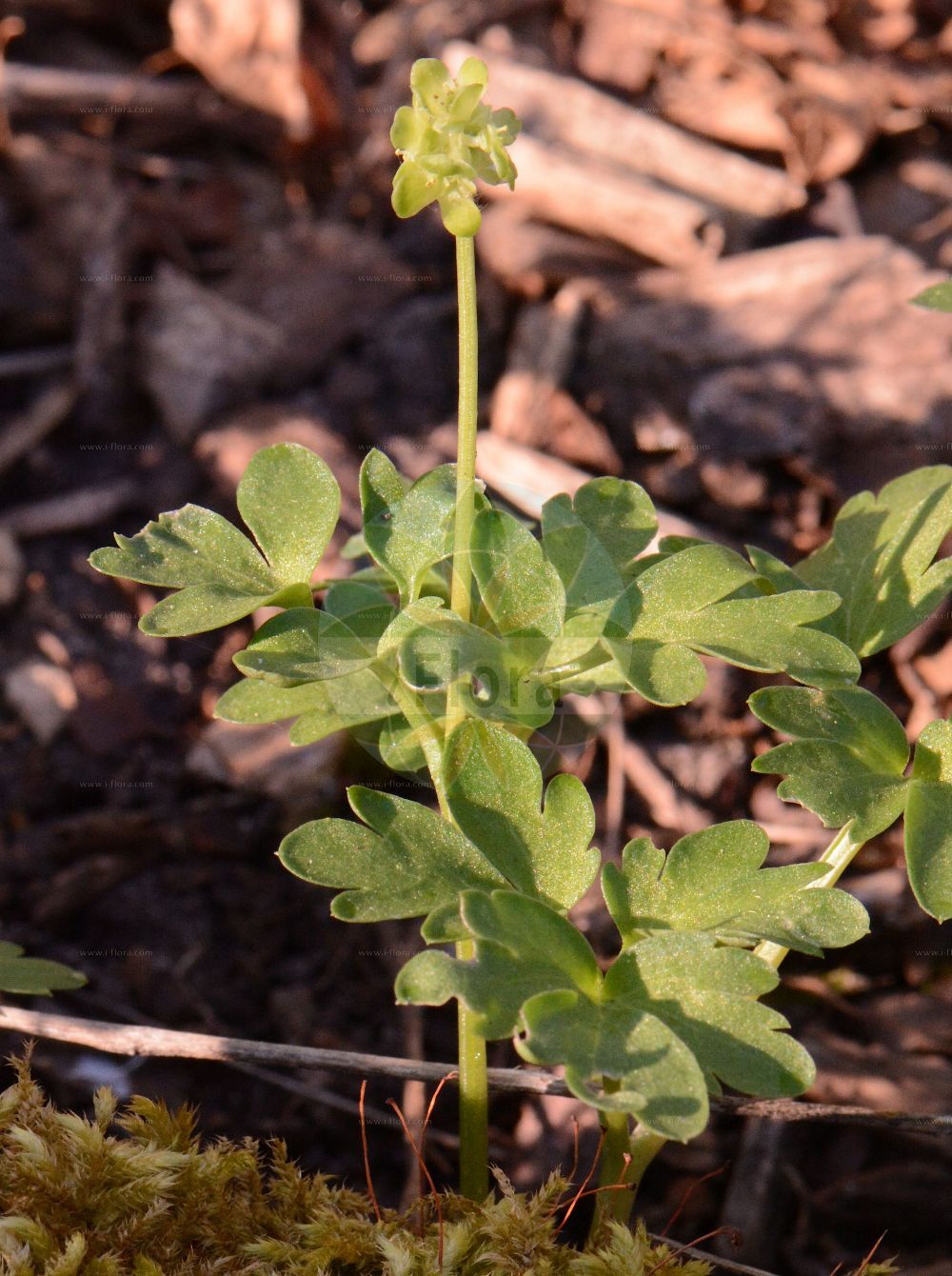 Adoxa moschatellina - Viburnaceae,Plantae,Pteridobiotina,Angiosperms,Dipsacales,Viburnaceae,Adoxa,Adoxa moschatellina,Adoxa inodora, Adoxa inodora, Adoxa insularis, Adoxa moschata, Adoxa moschatellina f. japonica, Adoxa moschatellina var. inodora, Adoxa moschatellina var. insularis, Adoxa moschatellina var. japonica, Adoxa moschatellina var. moschatellina, Adoxa orientalis, Adoxa tuberosa, Moschatella adoxa, Moschatellina generalis, Moschatellina tetragona,Moschuskraut;Bisamkraut;moschatel;muskroot;townhall clock;Muscatelle;herbe musquée;adoxe;adoxe musquée;fumeterre musqué;herbe au musc;moscatelle;moschatelline;petit sanicle;petite musquée;hierba del almizcle;Moscatella;muskuskruid;moscatelina;мускусница;мускусная адокса;адокса мускусная;adoksë muskate;obična moškovica;desmeknopp;desmerurt;piżmaczek wiosenny;gorinpana;renpukusô;ゴリンパナ;レンプクソウ;navadna pižmica;pézsmaboglár;pižmovka mošusová;frăguţă;pižmovka mošusová;pižmovka obyčajná;адокса мускусна;обикновена мошковица;muskuslill;muskusa bezslavīte;moskusurt;tesmayrtti;muskusinis ūksminas;wǔ fú huā;五福花;yeon bok cho;연복초