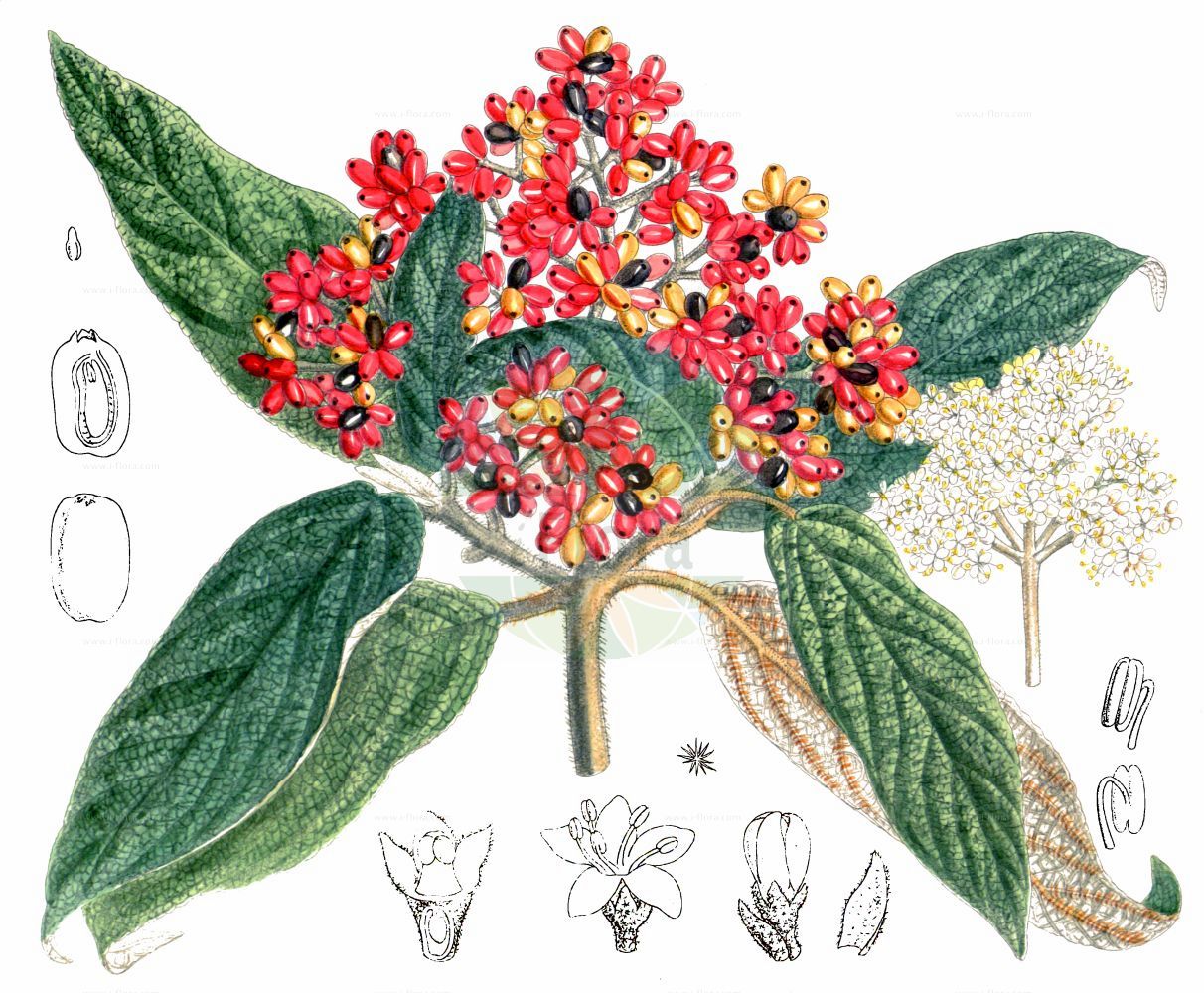 Viburnum rhytidophyllum - Viburnaceae,Plantae,Pteridobiotina,Angiosperms,Dipsacales,Viburnaceae,Viburnum,Viburnum rhytidophyllum,Runzelblättriger Schneeball;Immergrüner Schneeball;wrinkled viburnum;Viorne rugueuse;viorne à feuilles ridées;Viburno rugoso;калина морщинистолистная;udikovina;kalina sztywnolistna;ráncoslevelű bangita;kalina svraskalá;kalina vráskavolistá;zhòu yè jiá mi;皱叶荚蒾