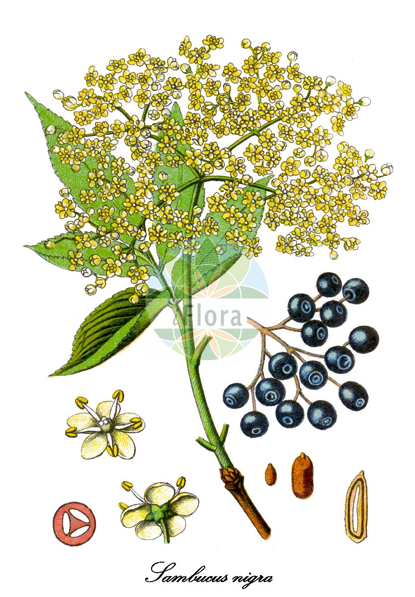 Sambucus nigra - Viburnaceae,Plantae,Pteridobiotina,Angiosperms,Dipsacales,Viburnaceae,Sambucus,Sambucus nigra,Sambucus alba, Sambucus aurea, Sambucus columnaris, Sambucus dissecta, Sambucus elegans, Sambucus graveolens, Sambucus hirta, Sambucus laciniata, Sambucus leucocarpa, Sambucus lucida, Sambucus monstrosa, Sambucus nigra f. pendula, Sambucus nigra subsp. nigra, Sambucus pulverulenta, Sambucus pyramidata, Sambucus virescens, Sambucus vulgaris,Schwarzer Holunder;elder;black elder;bore tree;bour tree;common elder;black elderberry;european black elderberry;Grand sureau;Sureau noir;arbre de Judas;haut bois;sambuce;saou;seuillet;seuillon;seus;sus;suseau;susier;sauco comun;sauco común;cañilero;flauta;sabuco;sabuquero;samuquero;saúco;saúco común;saúco mayor;saúco negro;sauqué;Sambuco comune;Sambuco nero;beemd-vossestaart;gewoone vlier;gewone vlier;sabugueiro;camineiro;candelheiro;flor-de-sabugueiro;galacrista;galavista;rosa-de-bem-fazer;sabugo;sabugueiro-negro;sabugueiro-preto;бузина чёрная;ağaç mürver;shtog;shtogu;benabre;bonarbre;menabre;sabuquer;sahuqué;saüc;saüc ver;saül;saüquer;crna bazga;fläder;almindelig hyld;bez czarny;dziki bez czarny;črni bezeg;fekete bodza;bez černý;soc;baza čierna;бузина чорна;свирчовина;черен бъз;must leeder;melnais plūškoks;svarthyll;mustaselja;sambuk shachor;סַמְבּוּק שָׁחֹר;juoduogis šeivamedis;κουφοξυλιά