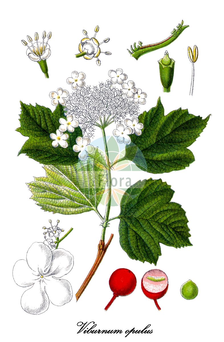 Viburnum opulus - Viburnaceae,Plantae,Pteridobiotina,Angiosperms,Dipsacales,Viburnaceae,Viburnum,Viburnum opulus,Opulus edulis, Opulus glandulosa, Opulus oxycoccos, Opulus palustris, Opulus vulgaris, Viburnum americanum, Viburnum glandulosum, Viburnum lobatum, Viburnum nanum, Viburnum opuloides, Viburnum opulus f. glabrifolium, Viburnum opulus subsp. americanum, Viburnum opulus subsp. opulus, Viburnum opulus subsp. trilobum, Viburnum opulus var. flavum, Viburnum opulus var. opulus, Viburnum opulus var. pimina, Viburnum opulus var. subintegrifolium, Viburnum opulus var. trilobum, Viburnum opulus var. vasicii, Viburnum oxycoccos, Viburnum oxycoccos var. eradiatum, Viburnum oxycoccos var. subintegrifolium, Viburnum palustre, Viburnum pinnina, Viburnum primina, Viburnum trilobum,Gewöhnlicher Schneeball;Gemeiner Schneeball;Wasser-Schneeball;Wasser-Holunder;Wilder Schneeball;guelder-rose;snowball tree;water elder;european cranberrybush;Boule de neige;Viorne obier;sureau d'eau;viorne aquatique;aubier;bois à quenouilles;caillebot;charcoulier;obier;viorne de Sargent;aspil;bola de nieve;bola de oro;güelde;membrera;mundillos;rodela;rosa de Gueldres;sauco de agua;saúco rodel;sauquillo;Oppio;Palle di neve;ballon di neve;sambuco acquatico;pallone di neve;sambuco rosso;guelderse roos;gelderse roos;bola-de-neve;noveleiro;rosa-de-Gueldres;viburno;калина обыкновенная;калина Саржента;gilaburu;butinë;aliguer;bola de neu;mató de monja;matoner;saúc d'agua;saúc doble;obična udikovina;olvon;snöbollsbuske;kvalkved;snebolletræ;kalina koralowa;kamboku;カンボク;brogovita;kányabangita;kalina obecná;kalina obyčajná;калина звичайна;червена калина;harilik lodjapuu;parastā irbene;krossved;koiranheisi;црвена удика;paprastasis putinas;jī shù tiáo;鸡树条