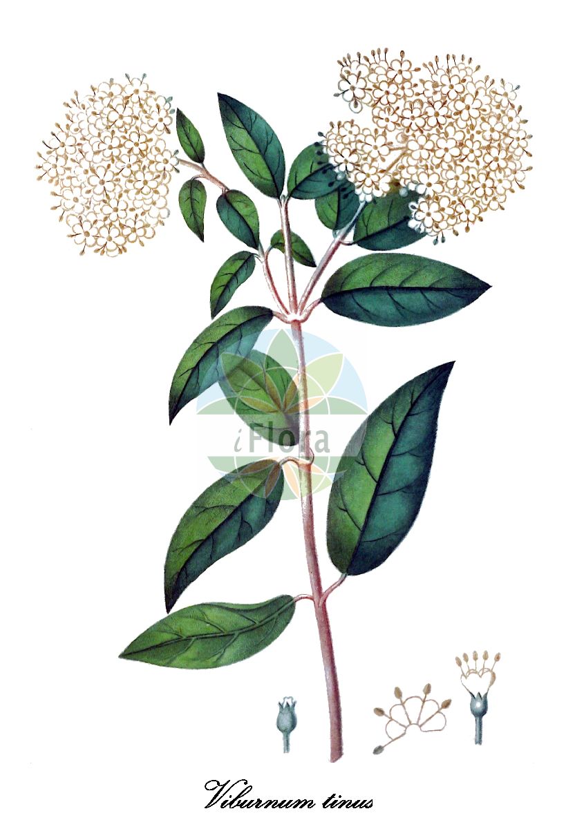 Viburnum tinus - Viburnaceae,Plantae,Pteridobiotina,Angiosperms,Dipsacales,Viburnaceae,Viburnum,Viburnum tinus,Tinus laurifolius, Tynus lauriformis, Tynus lucidus, Viburnum latifolium, Viburnum lauriforme, Viburnum lucidum, Viburnum tinus var. hirtum, Viburnum tinus var. lucidum, Viburnum tinus var. strictum, Viburnum tinus var. virgatum,Immergrüner Schneeball;Lorbeer-Schneeball;laurustinus;Viorne-tin;viorne tin;laurier tin;lauretin;laurier-tin;tin;viorne lauriforme;barbadija;betatana;cornejo macho;duraznillo;durillo;guiyombo;sanguillo;tino;viburno tino;alloro-tino;dentaggine;laurentino;laurotino;lentaggine;timo;alfena;folhado;folhado-comum;laurestim;milfolhado;калина вечноцветущая;калина лавролистная;filburnu;butinë;llorer bord;lloreret;marfull;margui;mollfull;santjoaner;viburn;viorn;lemprika;parkolvon;nepravi lovor;калина вічнозелена;moran hachoresh;מוֹרַן הַחֹרֶשׁ