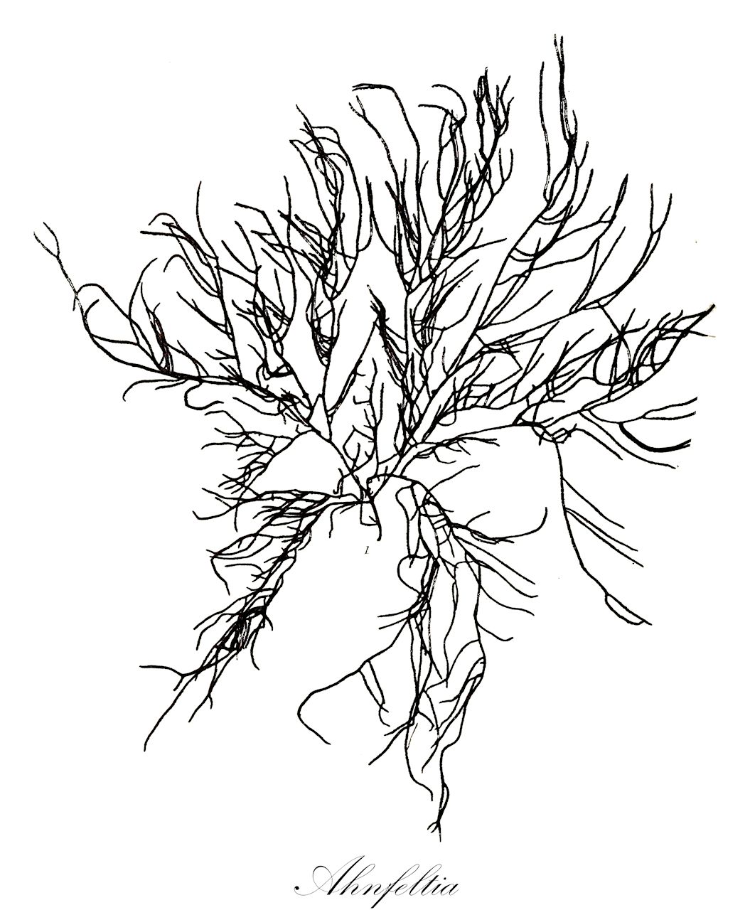 Ahnfeltia - Orchidaceae,Biota,Plantae,Rhodophyta,Eurhodophytina,Florideophyceae,Ahnfeltiales,Ahnfeltiaceae,Ahnfeltia,Porphyrodiscus, Sterrocolax
