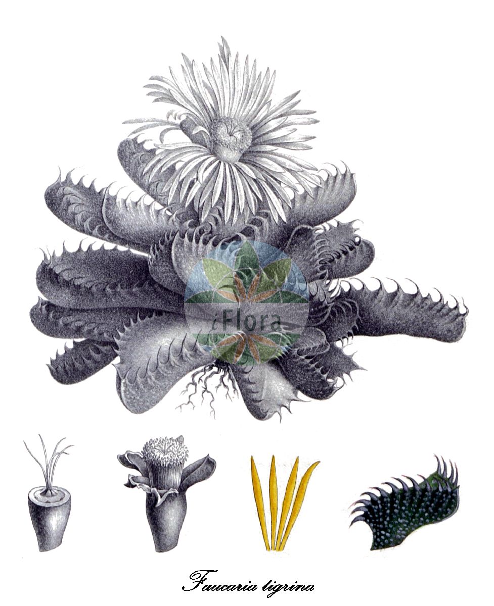 Faucaria tigrina - Aizoaceae,Plantae,Pteridobiotina,Angiosperms,Caryophyllales,Aizoaceae,Ruschioideae,Faucaria,Faucaria tigrina,Faucaria tigrina f. splendens, Faucaria tigrina var. splendens, Faucaria tigrina var. tigrina, Mesembryanthemum ringens, Mesembryanthemum tigrinum,Tigerrachen;Tiger-Rachenblatt