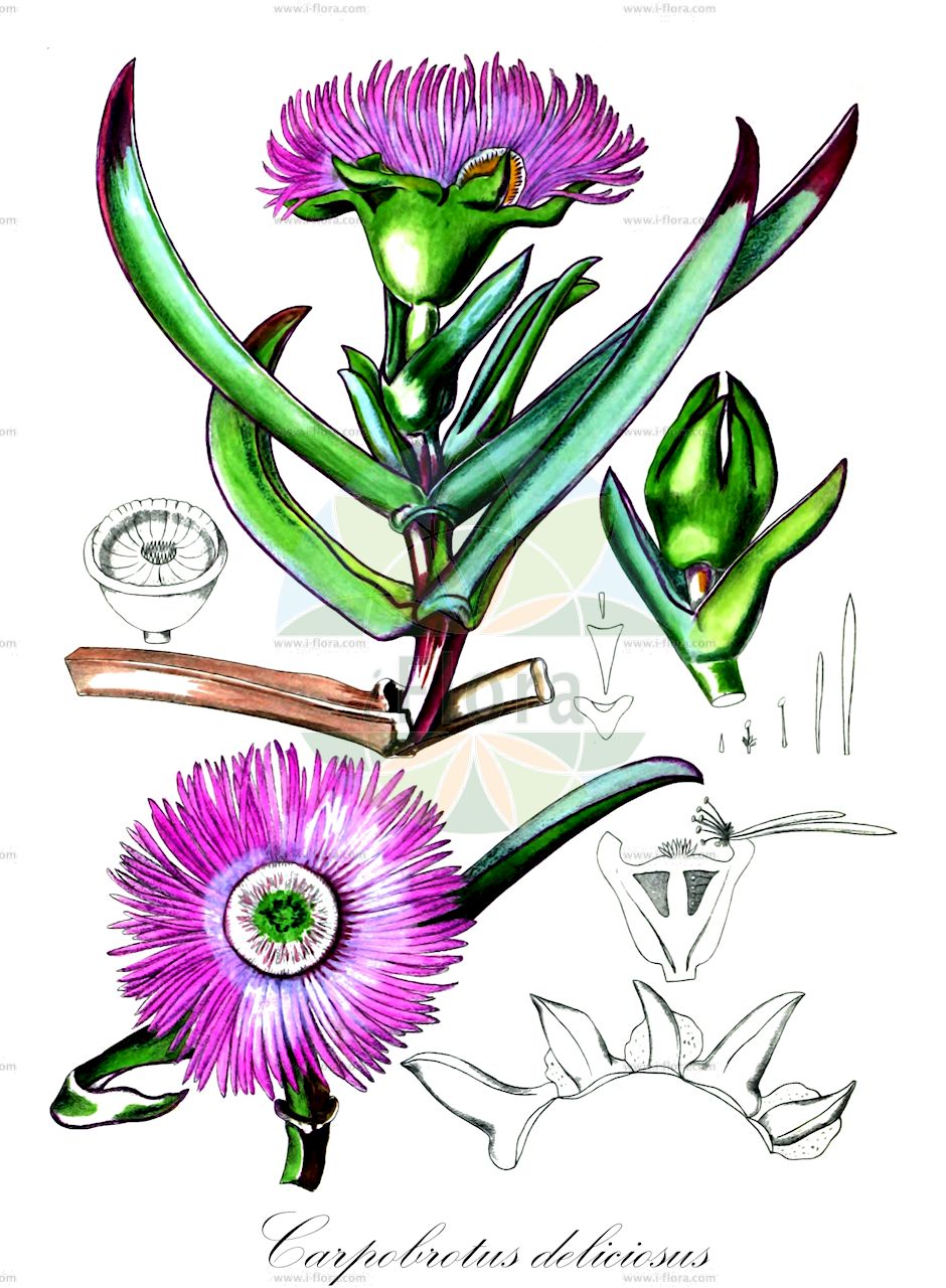 Carpobrotus edulis - Aizoaceae,Plantae,Pteridobiotina,Angiosperms,Caryophyllales,Aizoaceae,Ruschioideae,Carpobrotus,Carpobrotus edulis,Abryanthemum edule, Carpobrotus edulis var. chrysophthalmus, Carpubrotus edulis var. rubescens, Mesembryanthemum acinaciforme var. flavum, Mesembryanthemum edule, Mesembryanthemum edule var. flavum,Eiskraut;hottentot-fig;figue marine;figue des Hottentots;doigts de sorcières;figue de mer;griffe de sorcière;bálsamo;uña de león;diente de león;hierba del cuchillo;higo marino;higo del Cabo;flor del cuchillo;uña de gato;fico degli Ottentotti;fico degli Ottentoti edule;hottentotvijg;choroes;chorões;bálsamo;chorão-das-praias;карпобротус съедобный;kazayağı;karpobrod;bàlsam comú;gul middagsblomma;zobacz wątek;karpobrot jadalny