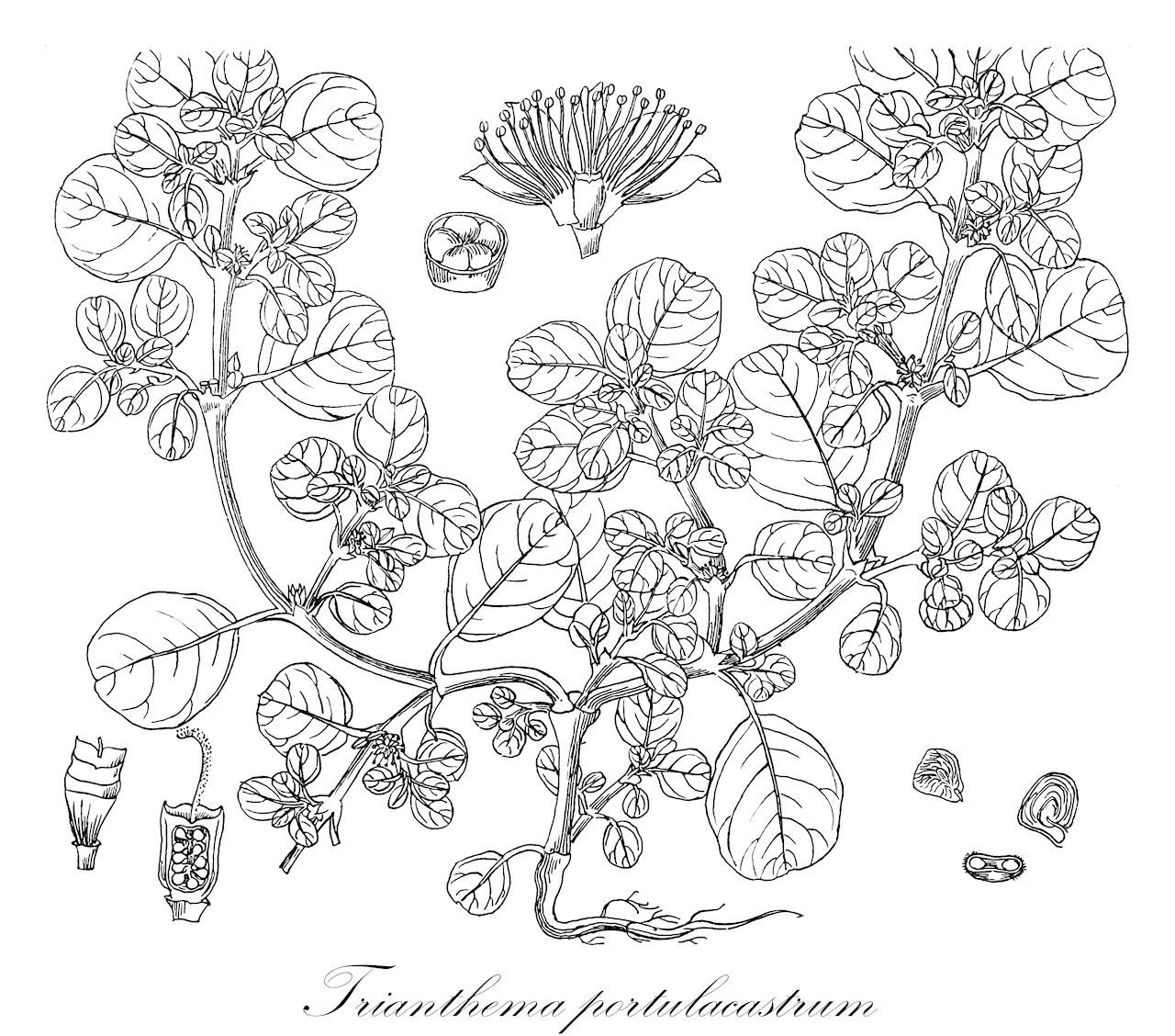 Trianthema portulacastrum - Aizoaceae,Plantae,Pteridobiotina,Angiosperms,Caryophyllales,Aizoaceae,Sesuvioideae,Sesuvieae,Trianthema,Trianthema subgen. Trianthema,Trianthema portulacastrum,Portulacastrum monogynum, Tetragonia chisimajensis, Trianthema flexuosa, Trianthema monanthogyna, Trianthema monogyna, Trianthema obcordata, Trianthema procumbens,desert horse-purslane;pourpier courant;tianguis;verdolaga blanca;verdolaga de hoja ancha;verdolaga de plato;verdolaga de playa;verdolaga rastrera;suberihiyumodoki;スベリヒユモドキ;shelashi regelani;שְׁלָשִׁי רְגֵלָנִי;jiǎ hǎi mǎ chǐ shǔ;假海马齿属