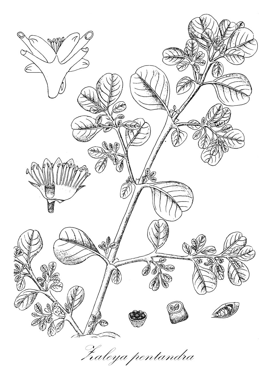 Zaleya pentandra - Aizoaceae,Plantae,Pteridobiotina,Angiosperms,Caryophyllales,Aizoaceae,Sesuvioideae,Sesuvieae,Zaleya,Zaleya pentandra,Limeum kenyense, Rocama arabica, Rocama digyna, Rocama prostrata, Trianthema digyna, Trianthema pentandra, Trianthema pentandra var. hirtula, Trianthema sennii, Zaleya sennii,zaleyah mechummeshet;זָלֶיָה מְחֻמֶּשֶׁת