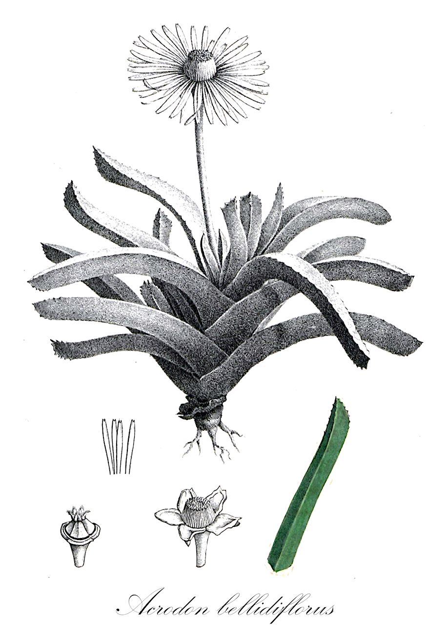 Acrodon bellidiflorus - Aizoaceae,Plantae,Pteridobiotina,Angiosperms,Caryophyllales,Aizoaceae,Ruschioideae,Acrodon,Acrodon bellidiflorus,Acrodon bellidiflorus var. striatus, Acrodon bellidiflorus var. viridis, Acrodon duplessiae, Mesembryanthemum acaule, Mesembryanthemum bellidiflorum, Mesembryanthemum bellidiflorum var. glaucescens, Mesembryanthemum bellidiflorum var. striatum, Mesembryanthemum bellidiflorum var. viride, Mesembryanthemum bellidifolium, Ruschia constricta, Ruschia duplessiae, Ruschia graminea, Ruschia longifolia, Ruschia macrophylla