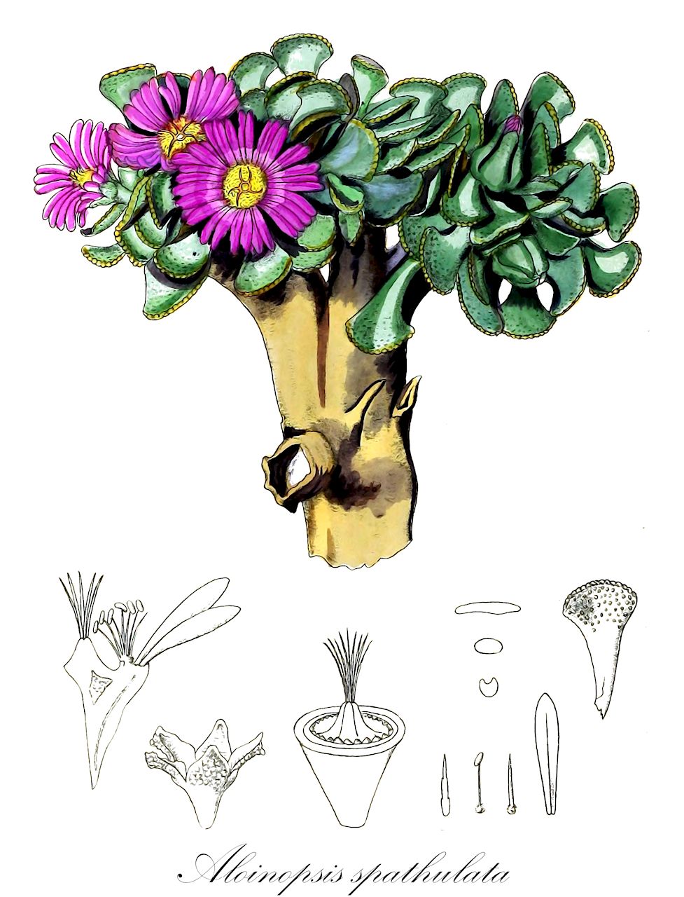 Aloinopsis spathulata - Aizoaceae,Plantae,Pteridobiotina,Angiosperms,Caryophyllales,Aizoaceae,Ruschioideae,Aloinopsis,Aloinopsis spathulata,Aloinopsis crassipes, Mesembryanthemum crassipes, Mesembryanthemum spathulatum, Nananthus crassipes, Nananthus spathulatus, Titanopsis crassipes, Titanopsis spathulata