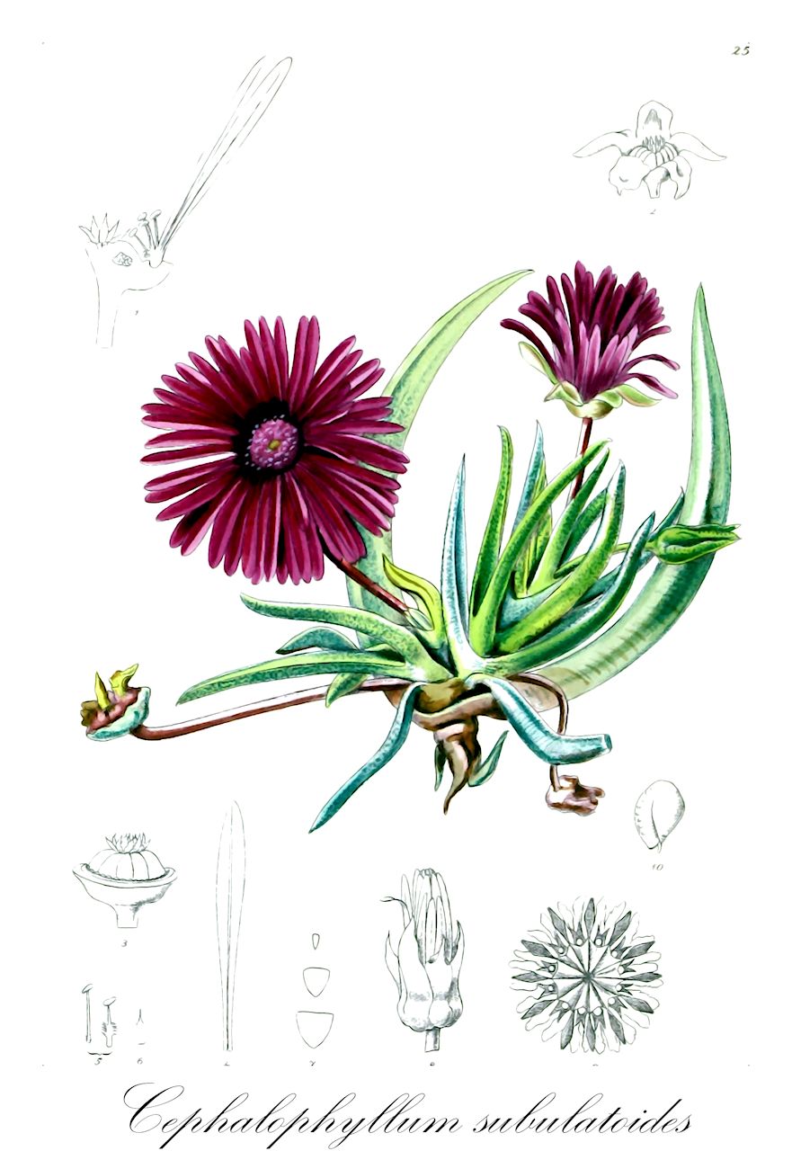 Cephalophyllum subulatoides - Aizoaceae,Plantae,Pteridobiotina,Angiosperms,Caryophyllales,Aizoaceae,Ruschioideae,Cephalophyllum,Cephalophyllum subulatoides,Cephalophyllum acutum, Cephalophyllum diminutum, Cephalophyllum punctatum, Mesembryanthemum acutum, Mesembryanthemum diminutum, Mesembryanthemum diminutum var. pallidum, Mesembryanthemum punctatum, Mesembryanthemum subrostratum, Mesembryanthemum subulatoides