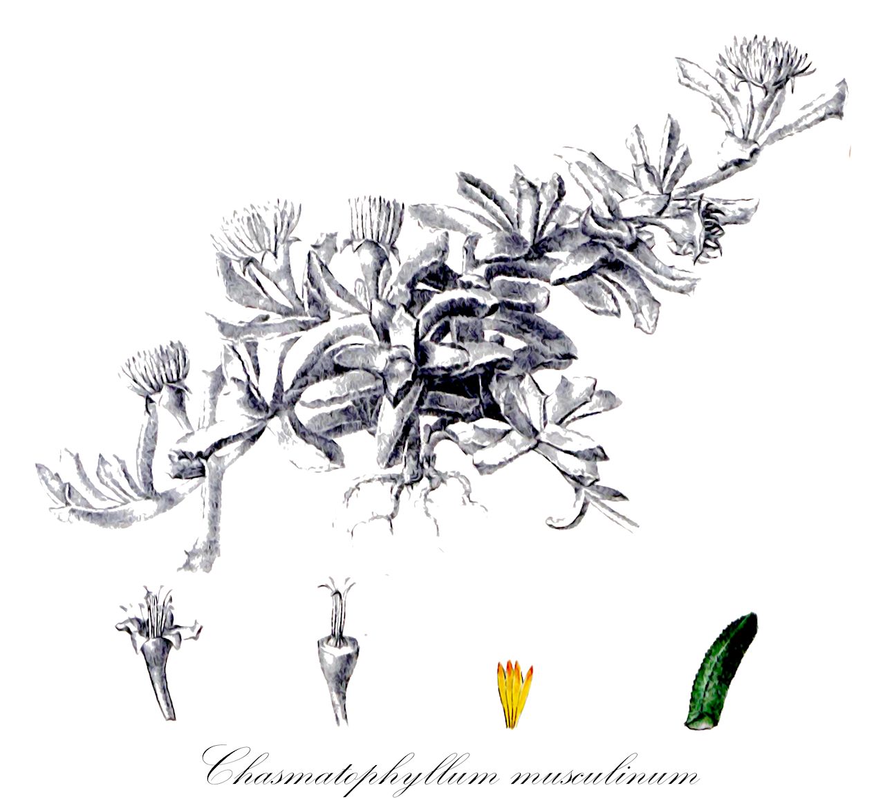 Chasmatophyllum musculinum - Aizoaceae,Plantae,Pteridobiotina,Angiosperms,Caryophyllales,Aizoaceae,Ruschioideae,Chasmatophyllum,Chasmatophyllum musculinum,Mesembryanthemum dinterae, Mesembryanthemum musculinum, Mesembryanthemum recumbens, Stomatium musculinum