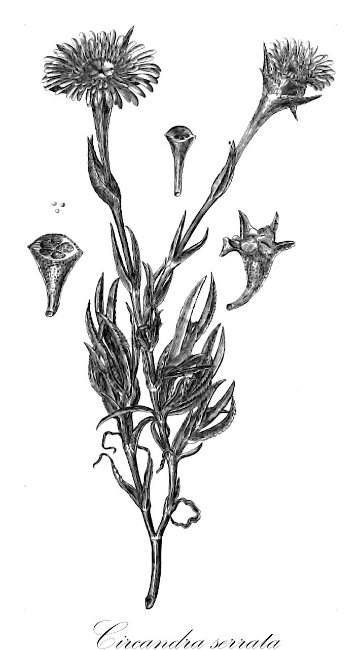 Circandra serrata - Aizoaceae,Plantae,Pteridobiotina,Angiosperms,Caryophyllales,Aizoaceae,Ruschioideae,Circandra,Circandra serrata,Erepsia serrata, Mesembryanthemum serratifolium, Mesembryanthemum serratum