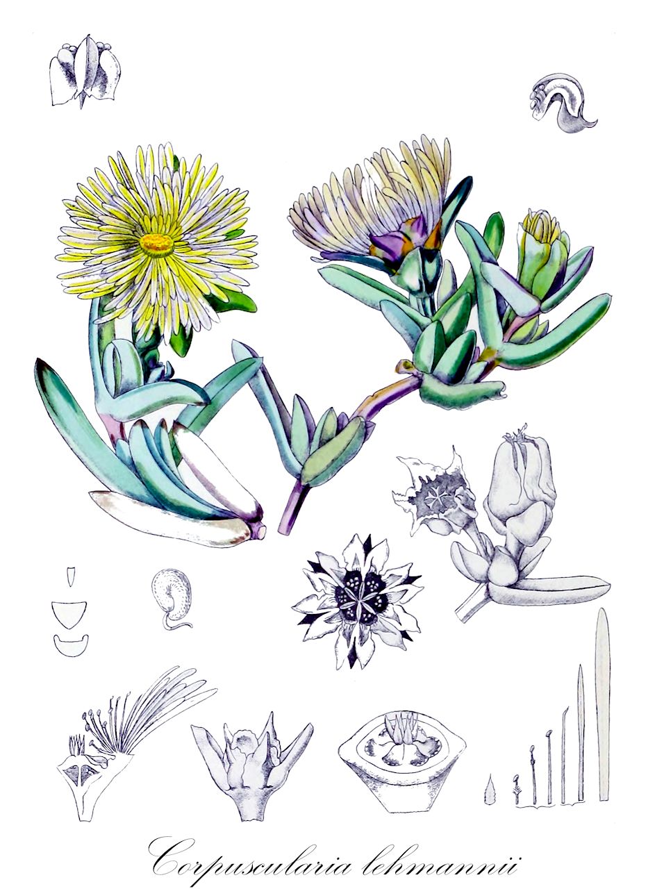 Corpuscularia lehmannii - Aizoaceae,Plantae,Pteridobiotina,Angiosperms,Caryophyllales,Aizoaceae,Ruschioideae,Corpuscularia,Corpuscularia lehmannii,Delosperma algoense, Delosperma lehmannii, Delosperma lehmannii, Mesembryanthemum lehmannii, Mesembryanthemum sexpartitum, Schonlandia lehmannii