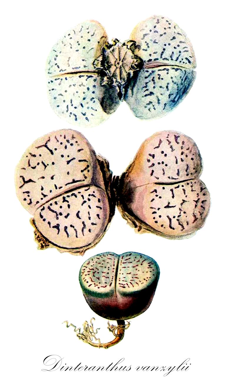 Dinteranthus vanzylii - Aizoaceae,Plantae,Pteridobiotina,Angiosperms,Caryophyllales,Aizoaceae,Ruschioideae,Dinteranthus,Dinteranthus vanzylii,Dinteranthus vanzijlii var. vanzijlii, Dinteranthus vanzylii f. lineatus, Dinteranthus vanzylii var. lineatus, Lithops vanzijlii, Lithops vanzylii