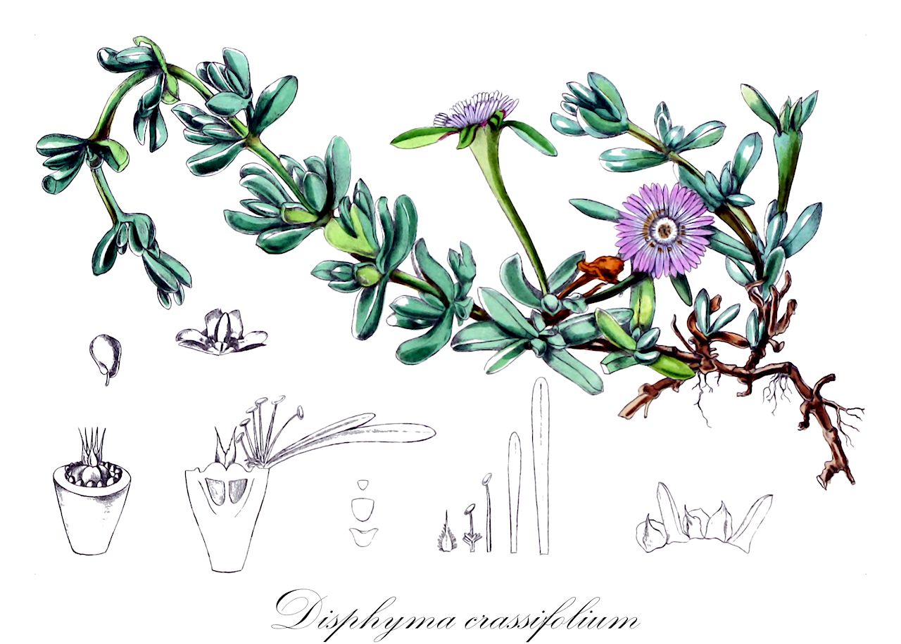 Disphyma crassifolium - Aizoaceae,Plantae,Pteridobiotina,Angiosperms,Caryophyllales,Aizoaceae,Ruschioideae,Disphyma,Disphyma crassifolium,Mesembryanthemum crassifolium,purple dewplant;cabellera de la reina;дисфима толстолистная