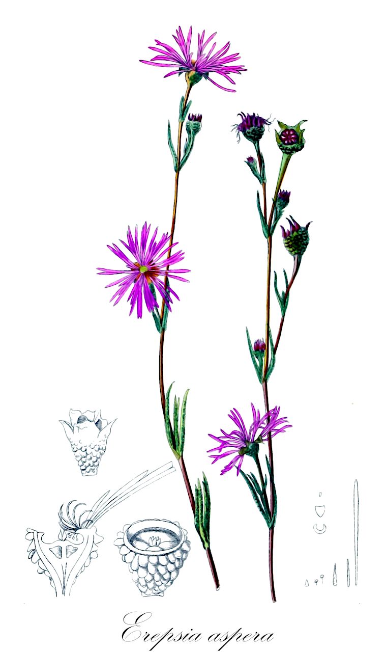 Erepsia aspera - Aizoaceae,Plantae,Pteridobiotina,Angiosperms,Caryophyllales,Aizoaceae,Ruschioideae,Erepsia,Erepsia aspera,Erepsia muirii, Erepsia nudicaulis, Erepsia restiophila, Erepsia tuberculata, Mesembryanthemum asperum, Mesembryanthemum nudicaule