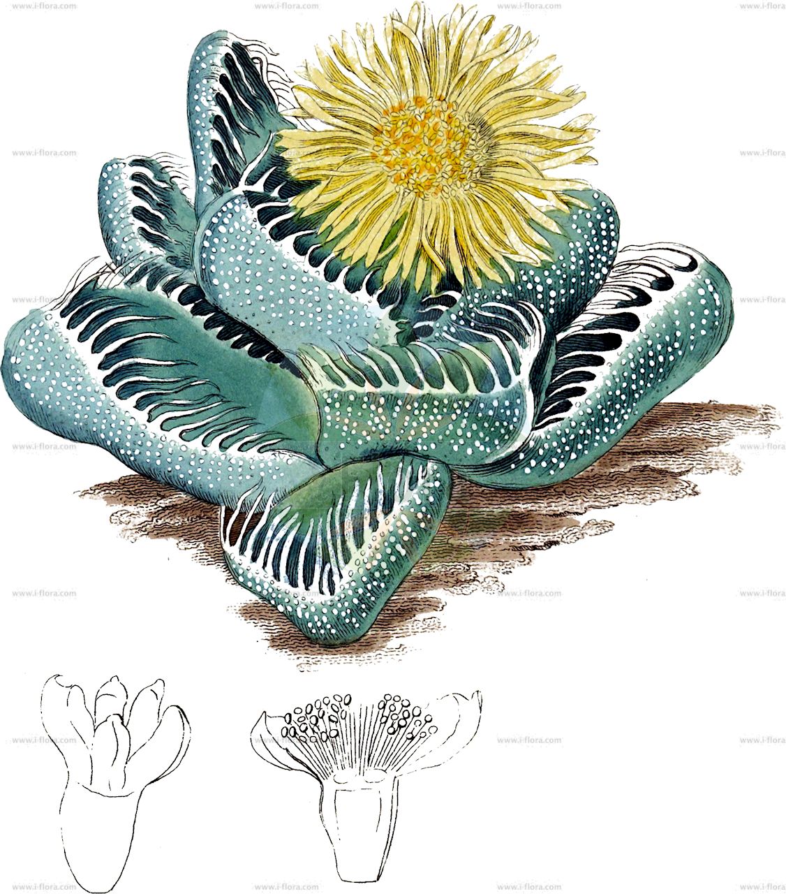 Faucaria tigrina - Aizoaceae,Plantae,Pteridobiotina,Angiosperms,Caryophyllales,Aizoaceae,Ruschioideae,Faucaria,Faucaria tigrina,Faucaria tigrina f. splendens, Faucaria tigrina var. splendens, Faucaria tigrina var. tigrina, Mesembryanthemum ringens, Mesembryanthemum tigrinum,Tigerrachen;Tiger-Rachenblatt