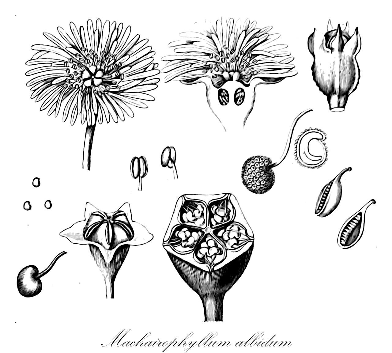 Machairophyllum albidum - Aizoaceae,Plantae,Pteridobiotina,Angiosperms,Caryophyllales,Aizoaceae,Ruschioideae,Machairophyllum,Machairophyllum albidum,Bergeranthus albidus, Bergeranthus cookii, Carruanthus albidus, Carruanthus cookii, Machairophyllum cookii, Mesembryanthemum albidum, Mesembryanthemum cookii