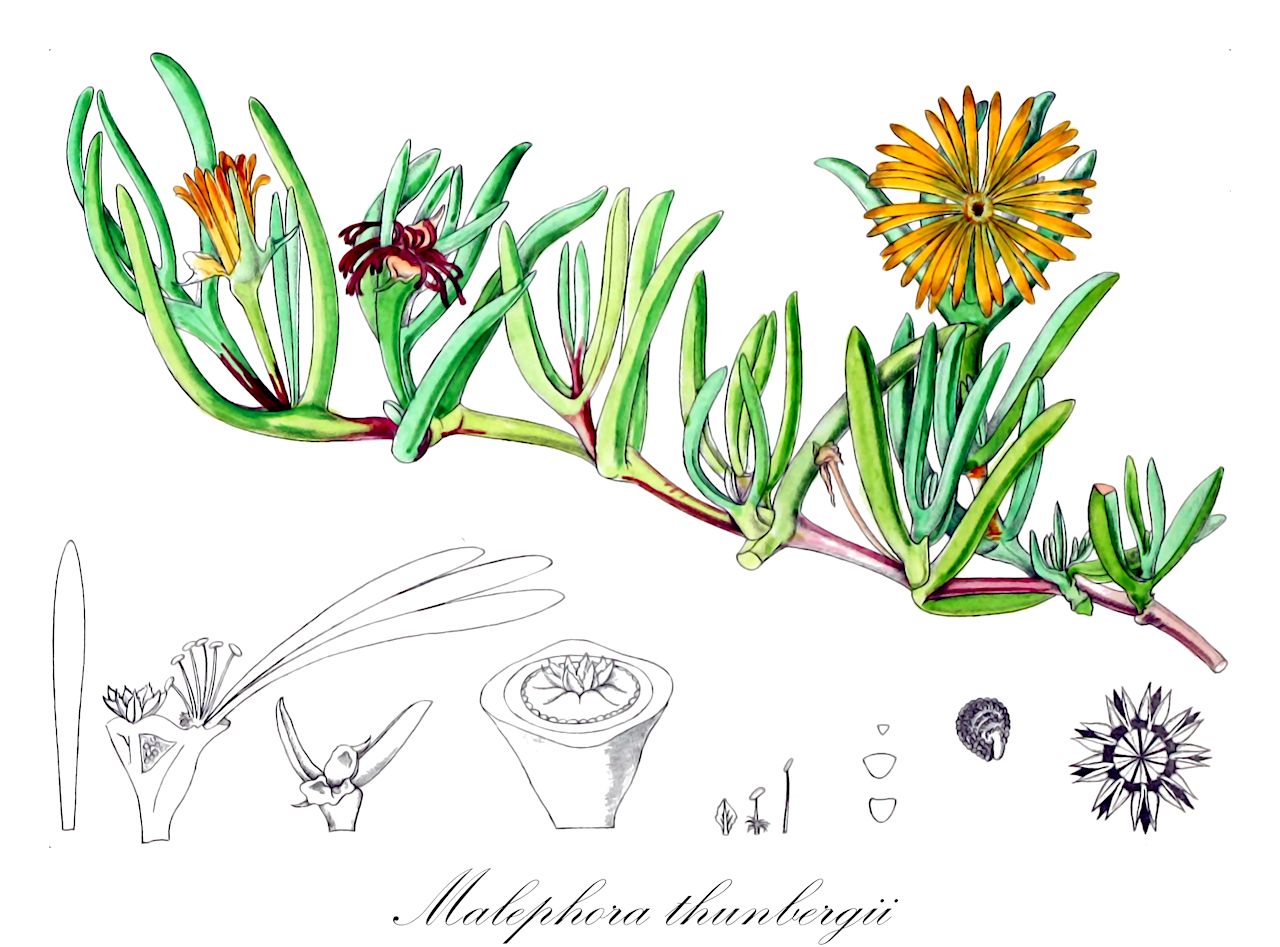 Malephora thunbergii - Aizoaceae,Plantae,Pteridobiotina,Angiosperms,Caryophyllales,Aizoaceae,Ruschioideae,Malephora,Malephora thunbergii,Corpuscularia thunbergii, Crocanthus thunbergii, Hymenocyclus thunbergii, Mesembryanthemum corniculatum, Mesembryanthemum laeve, Mesembryanthemum spectabile, Mesembryanthemum thunbergii, Mesembryanthemum thunbergii