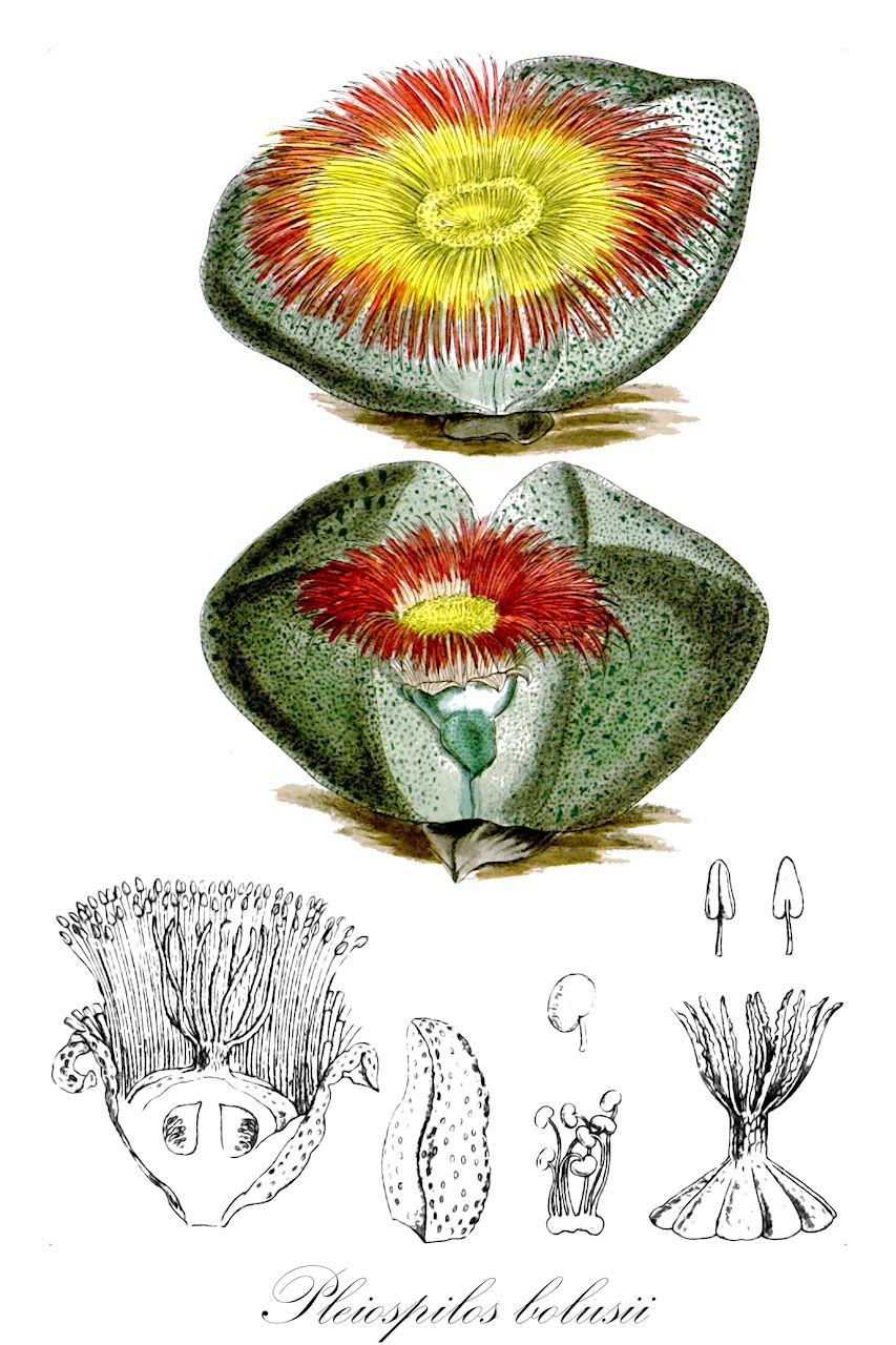 Pleiospilos bolusii - Aizoaceae,Plantae,Pteridobiotina,Angiosperms,Caryophyllales,Aizoaceae,Ruschioideae,Pleiospilos,Pleiospilos bolusii,Mesembryanthemum bolusii, Pleiospilos barbarae, Pleiospilos beaufortensis