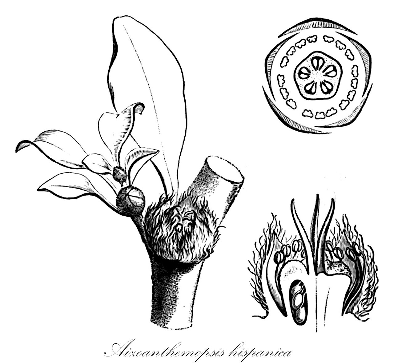 Aizoanthemopsis hispanica - Aizoaceae,Plantae,Pteridobiotina,Angiosperms,Caryophyllales,Aizoaceae,Aizooideae,Aizoanthemopsis,Aizoanthemopsis hispanica,Aizoanthemum hispanicum, Aizoon hispanicum, Aizoon hispanicum var. genuinum, Aizoon hispanicum var. minus, Aizoon sessiliflorum,agua azul;gazul;gazula;aizoon ispanico;аизоон испанский;aïzóon;chay'ad sefaraddi;חַיְעַד סְפָרַדִּי;dezza;taghassult