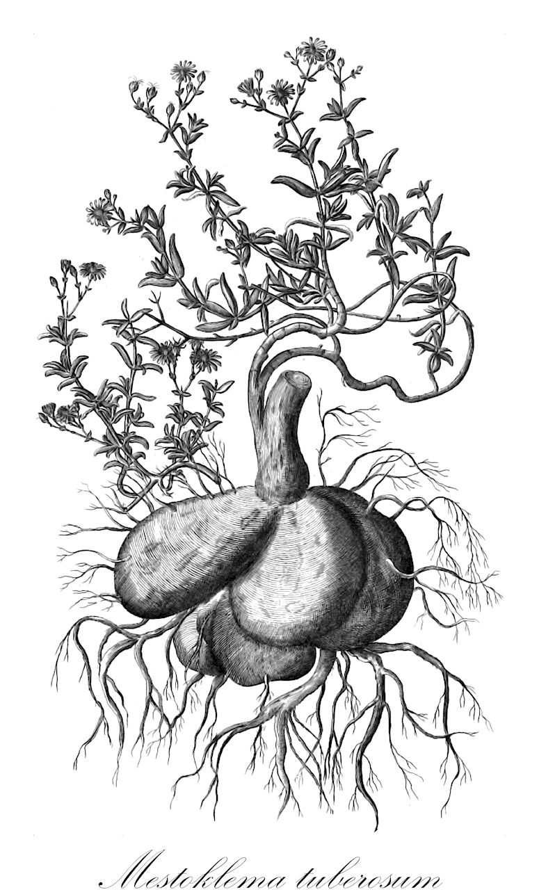 Mestoklema tuberosum - Aizoaceae,Plantae,Pteridobiotina,Angiosperms,Caryophyllales,Aizoaceae,Ruschioideae,Mestoklema,Mestoklema tuberosum,Delosperma macrorhizum, Delosperma tuberosum, Mesembryanthemum macrorhizum, Mesembryanthemum megarhizum, Mesembryanthemum tuberosum, Mesembryanthemum umbellatum, Mestoklema tuberosum, Mestoklema tuberosum var. macrorhizum