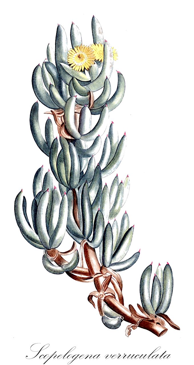 Scopelogena verruculata - Aizoaceae,Plantae,Pteridobiotina,Angiosperms,Caryophyllales,Aizoaceae,Ruschioideae,Scopelogena,Scopelogena verruculata,Lampranthus verruculatus, Mesembryanthemum verruculatum, Ruschia scopelogena, Ruschia verruculata, Scopelogena gracilis, Scopelogena verreculata, Scopelogena verruculata