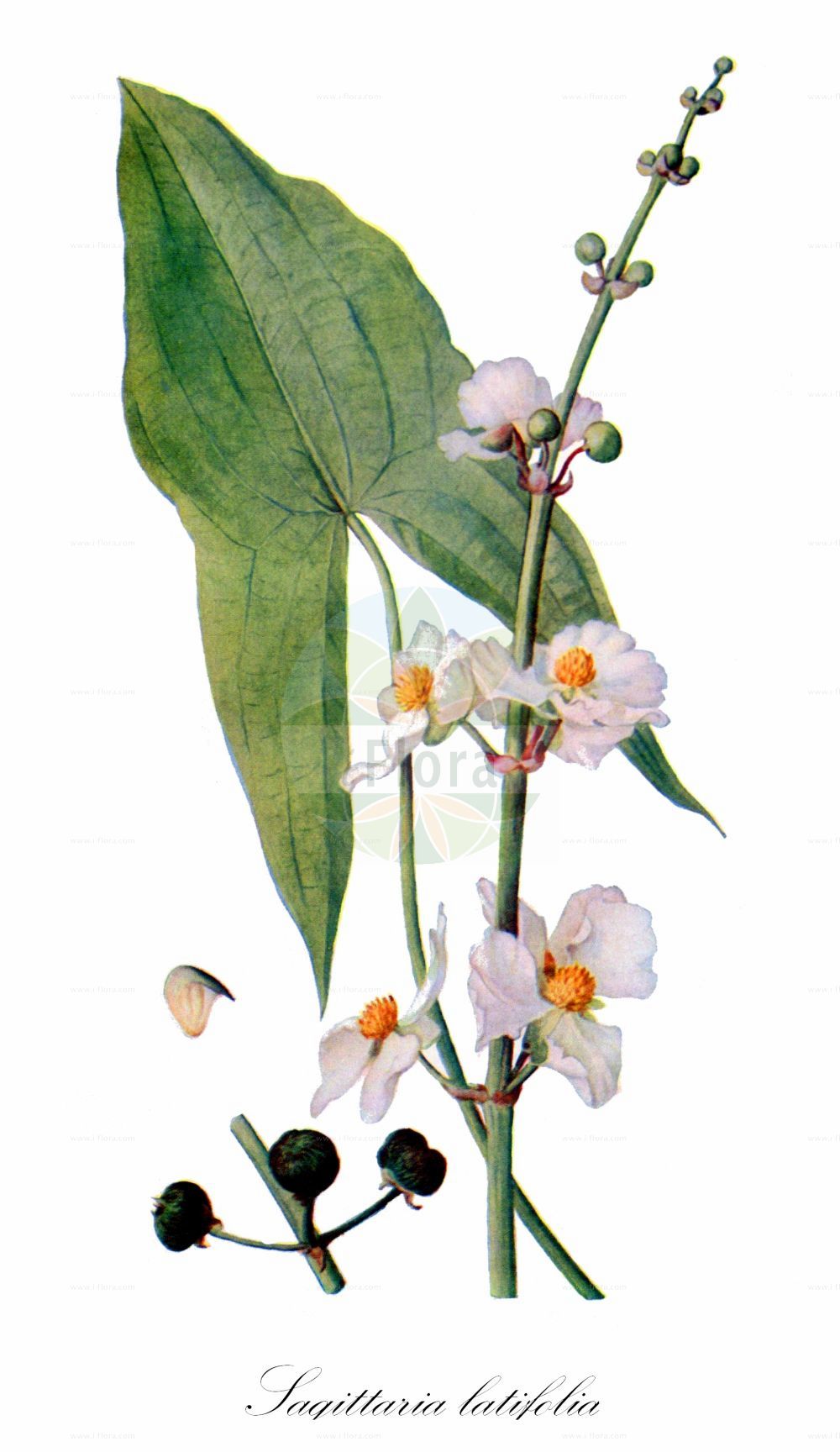 Sagittaria latifolia - Alismataceae,Plantae,Pteridobiotina,Angiosperms,Alismatales,Alismataceae,Sagittaria,Sagittaria latifolia,Sagitta latifolia, Sagittaria engelmanniana subsp. longirostra, Sagittaria esculenta, Sagittaria gigantea, Sagittaria gracilis, Sagittaria hastata, Sagittaria hastata var. gracilis, Sagittaria latifolia f. diversifolia, Sagittaria latifolia f. gracilis, Sagittaria latifolia f. hastata, Sagittaria latifolia f. latifolia, Sagittaria latifolia f. obtusa, Sagittaria latifolia var. glabra, Sagittaria latifolia var. latifolia, Sagittaria latifolia var. major, Sagittaria latifolia var. obtusa, Sagittaria latifolia var. pubescens, Sagittaria longirostra, Sagittaria obtusa, Sagittaria ornithorhyncha, Sagittaria planipes, Sagittaria pubescens, Sagittaria sagittifolia f. angustifolia, Sagittaria sagittifolia f. gracilis, Sagittaria sagittifolia f. hastata, Sagittaria sagittifolia f. latifolia, Sagittaria sagittifolia f. obtusa, Sagittaria sagittifolia var. angustifolia, Sagittaria sagittifolia var. gracilis, Sagittaria sagittifolia var. hastata, Sagittaria sagittifolia var. latifolia, Sagittaria sagittifolia var. latifolia, Sagittaria sagittifolia var. longirostra, Sagittaria sagittifolia var. macrophylla, Sagittaria sagittifolia var. pubescens, Sagittaria sagittifolia var. pubescens, Sagittaria sagittifolia var. variabilis, Sagittaria sagittifolia var. vulgaris, Sagittaria simplex, Sagittaria variabilis, Sagittaria variabilis f. angustifolia, Sagittaria variabilis f. hastata, Sagittaria variabilis f. obtusa, Sagittaria variabilis var. angustifolia, Sagittaria variabilis var. diversifolia, Sagittaria variabilis var. echinocephala, Sagittaria variabilis var. gracilis, Sagittaria variabilis var. hastata, Sagittaria variabilis var. latifolia, Sagittaria variabilis var. obtusa, Sagittaria variabilis var. pubescens, Sagittaria variabilis var. sagittifolia, Sagittaria viscosa, Urospatha friedrichsthaliana, Urospatha friedrichsthalii,Breitblättriges Pfeilkraut;duck-potato;arrowhead;wapato;common arrowhead;sagittaire latifoliee;broad-leaf arrowhead;tule potato;Sagittaire à larges feuilles;flèche d'eau;sagittaire commune;Sagittaria americana;freccia d'acqua;erba saetta;palline;serpentstong;zwaluwstaart;breed pijlkruid;bredpilblad;széleslevelű nyílfű;šípatka širolistá;šípovka