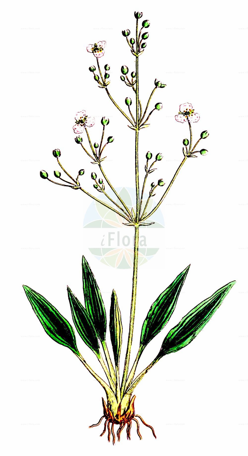 Alisma lanceolatum - Alismataceae,Plantae,Pteridobiotina,Angiosperms,Alismatales,Alismataceae,Alisma,Alisma lanceolatum,Alisma major var. lanceolatum, Alisma plantago-aquatica f. aquaticum, Alisma plantago-aquatica f. lanceolatum, Alisma plantago-aquatica f. pumilum, Alisma plantago-aquatica f. stenophyllum, Alisma plantago-aquatica f. stenophyllum, Alisma plantago-aquatica prol. cadevallii, Alisma plantago-aquatica subsp. lanceolatum, Alisma plantago-aquatica subsp. stenophyllum, Alisma plantago-aquatica subsp. terrestris, Alisma plantago-aquatica var. lanceolatum, Alisma plantago-aquatica var. lanceolatum, Alisma plantago-aquatica var. stenophyllum, Alisma stenophyllum, Alisma subcordatum var. stenophyllum,Lanzett-Froschlöffel;Lanzettblättriger Froschlöffel;narrow-leaved water-plantain;lance-leaf water plantain;lance-leaved water plantain;Flûteau lancéolé;plantain d'eau lancéolé;alisma lancéolée;flûteau lanceolé;alisma;alisma lanceolada;llantén de agua;Mestolaccia lanceolata;mestolaccia sottile;mestolaccio lanceolato;middelste waterweegbree;slanke waterweegbree;erva-calhandreira;orelha-de-mula-lanceolada;alisma;colhereira;colhereiro;orelha-de-mula-comprida;três-virgens;частуха ланцетная;частуха ланцетолистная;kurbağakaşığı;këlkazë uji;suličasti žabočun;Gotlands-svalting;Gotlandssvalting;lancet-skeblad;źabieniec lanzetowaty;suličastolistni porečnik;lándzsás hídőr;žabník kopinatý;limbariţa bălţilor;žabník kopijovitý;частуха ланцетна;ланцетолистна лаваница;süstlehine konnarohi;šaurlapu cirvene;kaf-tzefardea izmelanit;כַּף=צְפַרְדֵּעַ אִזְמֵלָנִית;lancetinis dumblialaišis;mo guo ze xie;mó guǒ zé xiè;膜果泽泻