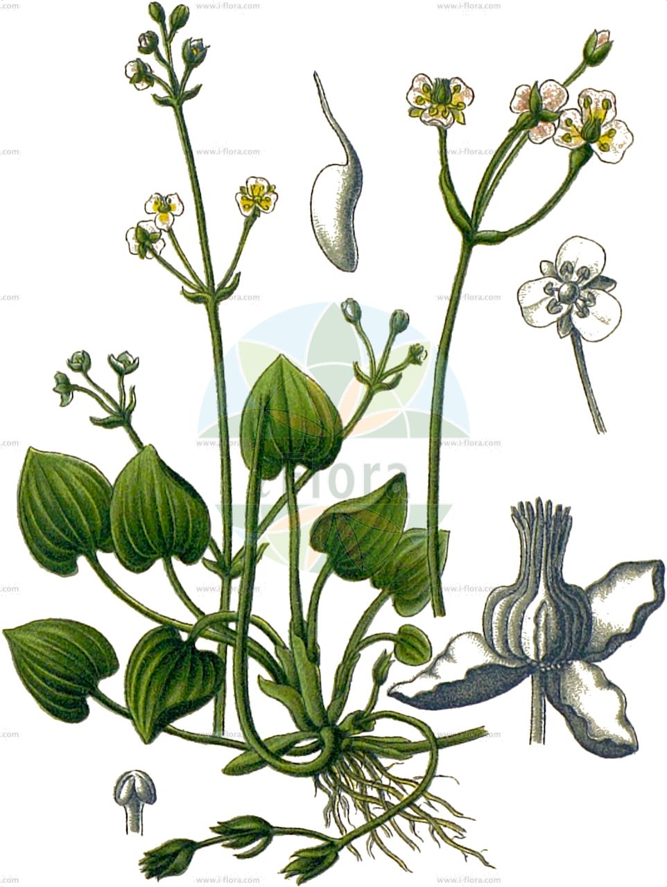 Caldesia parnassifolia - Alismataceae,Plantae,Pteridobiotina,Angiosperms,Alismatales,Alismataceae,Caldesia,Caldesia parnassifolia,Alisma calyophyllum, Alisma dubium, Alisma parnassifolia, Alisma parnassifolium, Alisma parnassifolium, Alisma parnassifolium f. dubium, Alisma parnassifolium var. baumgartenianum, Alisma parnassifolium var. dubium, Alisma parnassifolium var. major, Alisma parnassifolium var. majus, Alisma parnassifolium var. mayus, Alisma parnassifolium var. terrestris, Alisma reniforme, Caldesia parnassifolia subsp. euparnassifolia, Caldesia parnassifolia var. dubia, Caldesia parnassifolia var. major, Caldesia parnassifolia var. minor, Caldesia parnassifolia var. nilotica, Caldesia parnassifolia var. terrestris, Caldesia reniformis, Caldesia reniformis f. natans, Damasonium parnassifolium, Echinodorus parnassifolius,Herzlöffel;Caldesie;parnassus-leaved water-plantain;Caldésie à feuilles de parnassie;alisma à feuilles de parnassie;mestolaccia minore;кальдезия белозоролистная;kaldezja dziewięciornikowata;maruba-omodaka;マルバオモダカ;srčastolistna kaldezija;szíveslevelű hídőr;кальдезія білозоролиста;парнасиеволистна калдезия;калдезијева водена боквица;širdžialapė kaldezija;zé tái cǎo;泽薹草