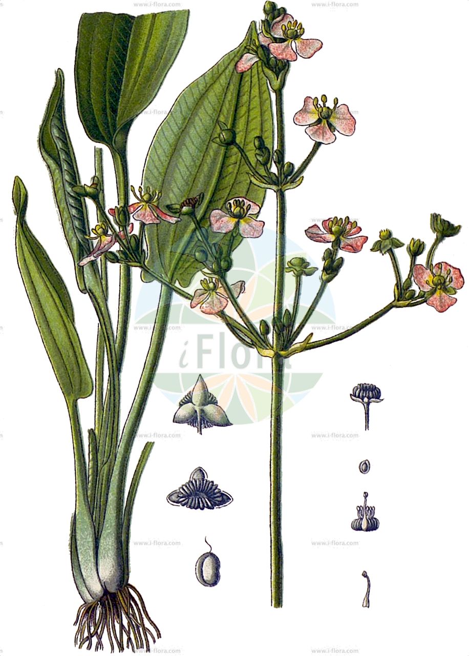 Alisma plantago-aquatica - Alismataceae,Plantae,Pteridobiotina,Angiosperms,Alismatales,Alismataceae,Alisma,Alisma plantago-aquatica,Alisma major, Alisma plantago-aquatica subsp. latifolium, Damasonium plantago-aquaticum,Gewöhnlicher Froschlöffel;Gemeiner Froschlöffel;water-plantain;common water plantain;european water plantain;mad-dog weed;mud plantain;american water plantain;Flûteau commun;Plantain d'eau;plantain d'eau commun;alisma plantain;flûteau;plantain d'eau oriental;pan de ranas;coleta;llantén de agua;hualtata;alisma;barba silvana;flor de los aguachales;llantén acuático;oreja de liebre;rosetón de agua;Mestolaccia comune;Piantaggine acquatica;alismo;piantaggine aquatica;barba silvana;mestola;cinquenervi d'acqua;cucchiaio;groote waterweegbree;grote waterweegbree;orelha-de-mula;alface-dos-arrozais;alisma;chantagem-aquática;colhereira;coresia;erva-alface;erva-couveira;erva-fistola;pão-de-rã;tanchagem-aquática;tanchagem-da-água;tantagem-de-água;частуха болотная;частуха восточная;частуха обыкновенная;частуха подорожниковая;çobandüdüğü;këlkazë uji;këlkëza e ujit;plantatge d'aigua;obični žabočun;kranssvalting;svalting;vejbred-skeblad;babka wodna;źabieniec babka wodna;sajiomodaka;サジオモダカ;trpočasti porečnik;vízi hídőr;žabník jitrocelový;limbariţă comună;žabník skorocelový;частуха подорожникова;жабина лъжица;жаблекова лаваница;жиловлековидна лаваница;harilik konnarohi;parastā cirvene;vassgro;ratamosarpio;обична жабочунка;пршљенасти жабочун;kaf-tzefardea lachkit;כַּף=צְפַרְדֵּעַ לַחְכִּית;gyslotinis dumblialaiškis;κεντάνευρο νερού;dong fang ze xie;ze xie;zé xiè;东方泽泻;泽泻