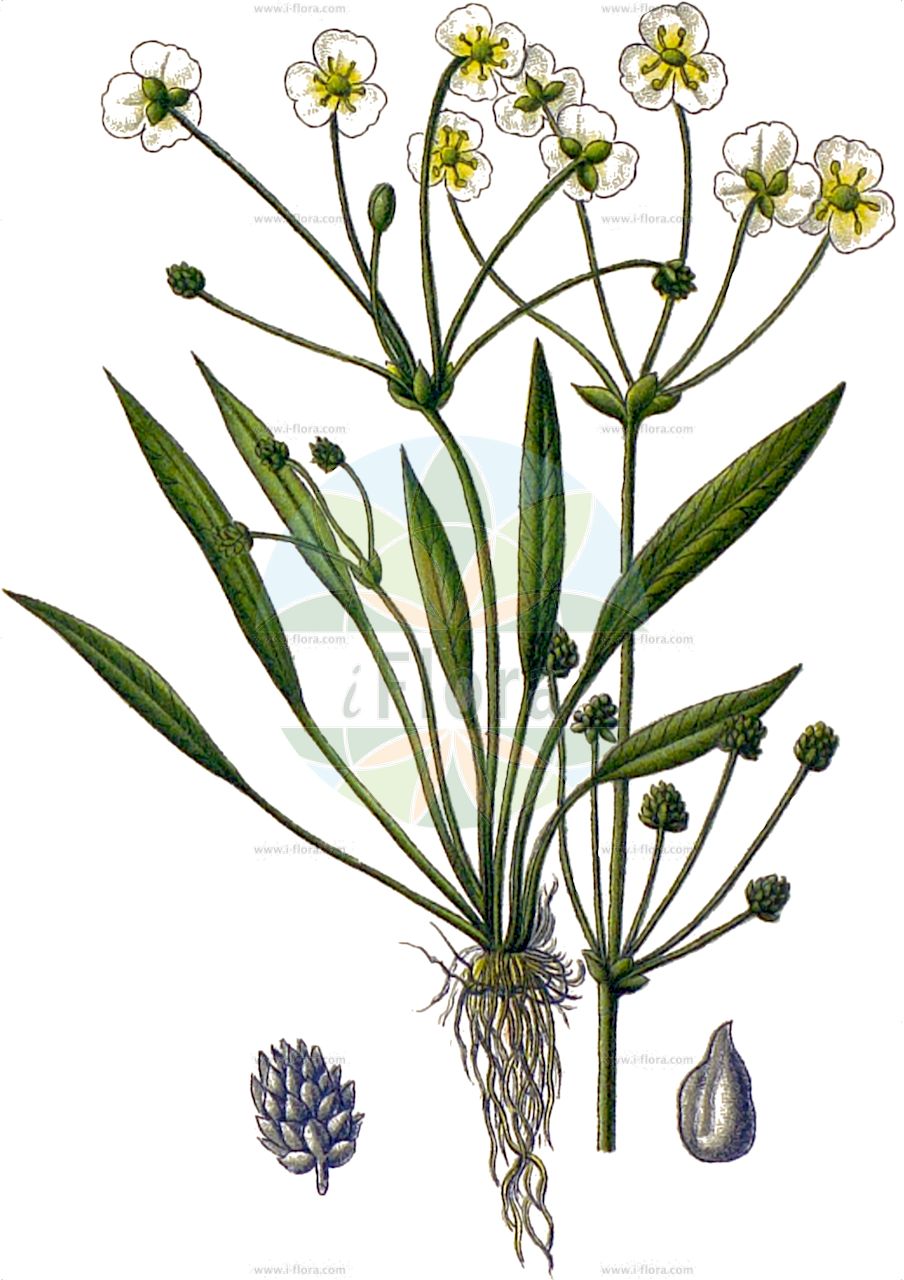 Baldellia ranunculoides - Alismataceae,Plantae,Pteridobiotina,Angiosperms,Alismatales,Alismataceae,Baldellia,Baldellia ranunculoides,Alisma ranunculoides, Damasonium ranunculoides, Echinodorus ranunculoides, Sagittaria ranunculodes,Igelschlauch;Gewöhnlicher Igelschlauch;lesser water-plantain;Baldéllie commune;flûteau fausse-renoncule;alisma fausse-renoncule;alisma menor;junquera;llantén de agua;Mestolaccia ranuncoloide;mestolaccia;mestolaccia ranunculoide;kleine waterweegbree;stijve moerasweegbree;baldélia-ranunculada;балделлия лютиковая;su topuzu;baldelë;baldèl·lia;žabnjačka kornjačnica;flocksvalting;almindelig søpryd;ranunkel-skeblad;żabienica jaskrowata;zlatičnata žabarka;soleigro