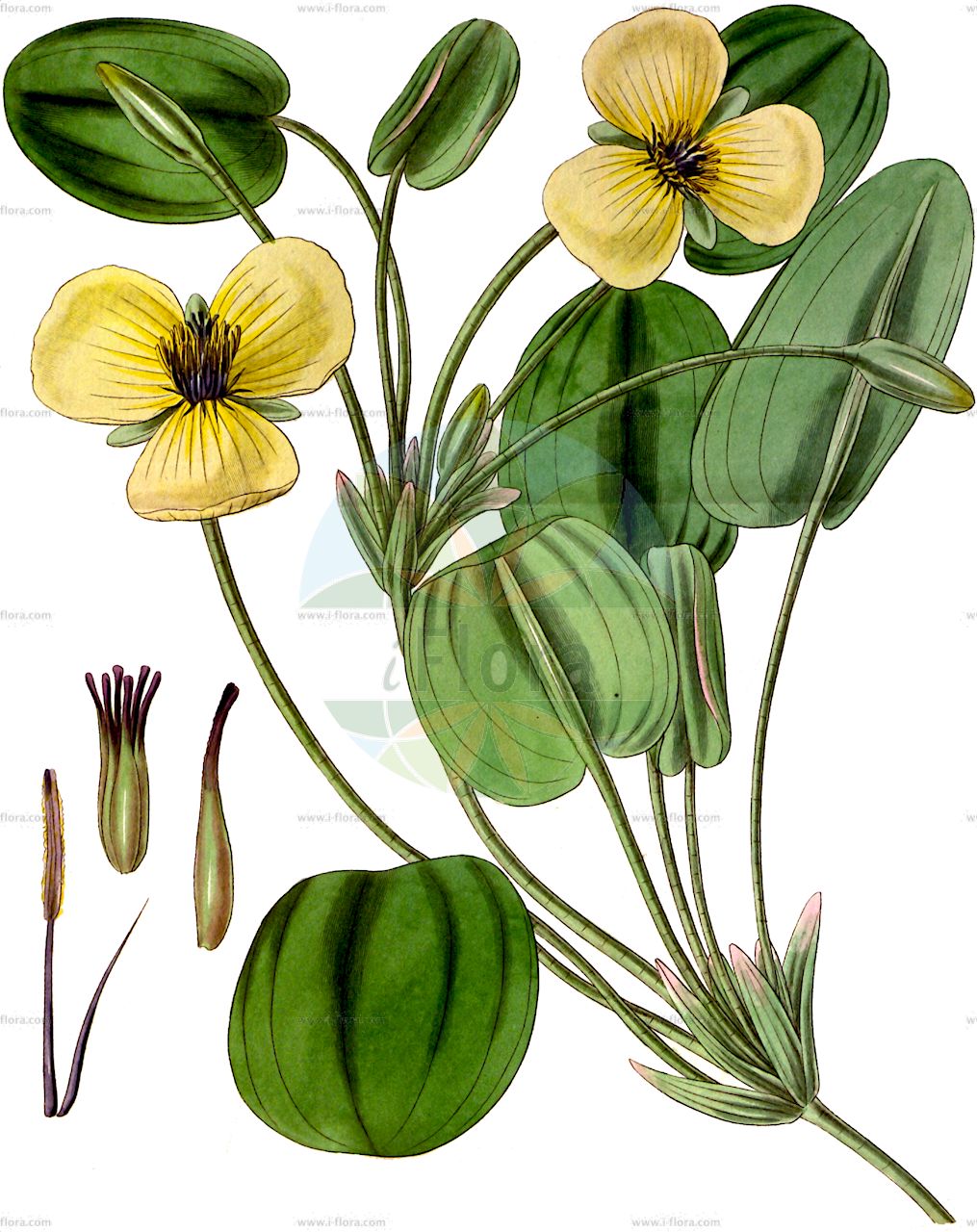 Hydrocleys nymphoides - Alismataceae,Plantae,Pteridobiotina,Angiosperms,Alismatales,Alismataceae,Hydrocleys,Hydrocleys nymphoides,Hydrocleys azurea, Hydrocleys commersonii, Hydrocleys humboldtii, Limnocharis commersonii, Limnocharis humboldtii, Limnocharis nymphoides, Sagittaria ranunculoides, Stratiotes nymphoides, Vespuccia humboldtii,Wassermohn;water-poppy;hydrocléide commune;casave comun;casave común;idrocleide