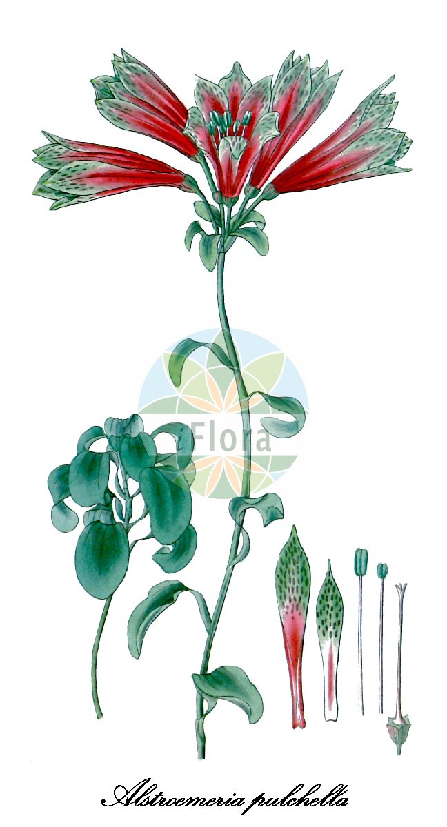 Alstroemeria aurea - Alstroemeriaceae,Plantae,Pteridobiotina,Angiosperms,Liliales,Alstroemeriaceae,Alstroemeria,Alstroemeria aurea,Alstroemeria araucana, Alstroemeria aurantiaca, Alstroemeria chiloensis, Alstroemeria concolor, Alstroemeria mutabilis, Alstroemeria nivalis, Alstroemeria peruviana, Alstroemeria pulchella, Alstroemeria xanthina,Goldne Inkalilie