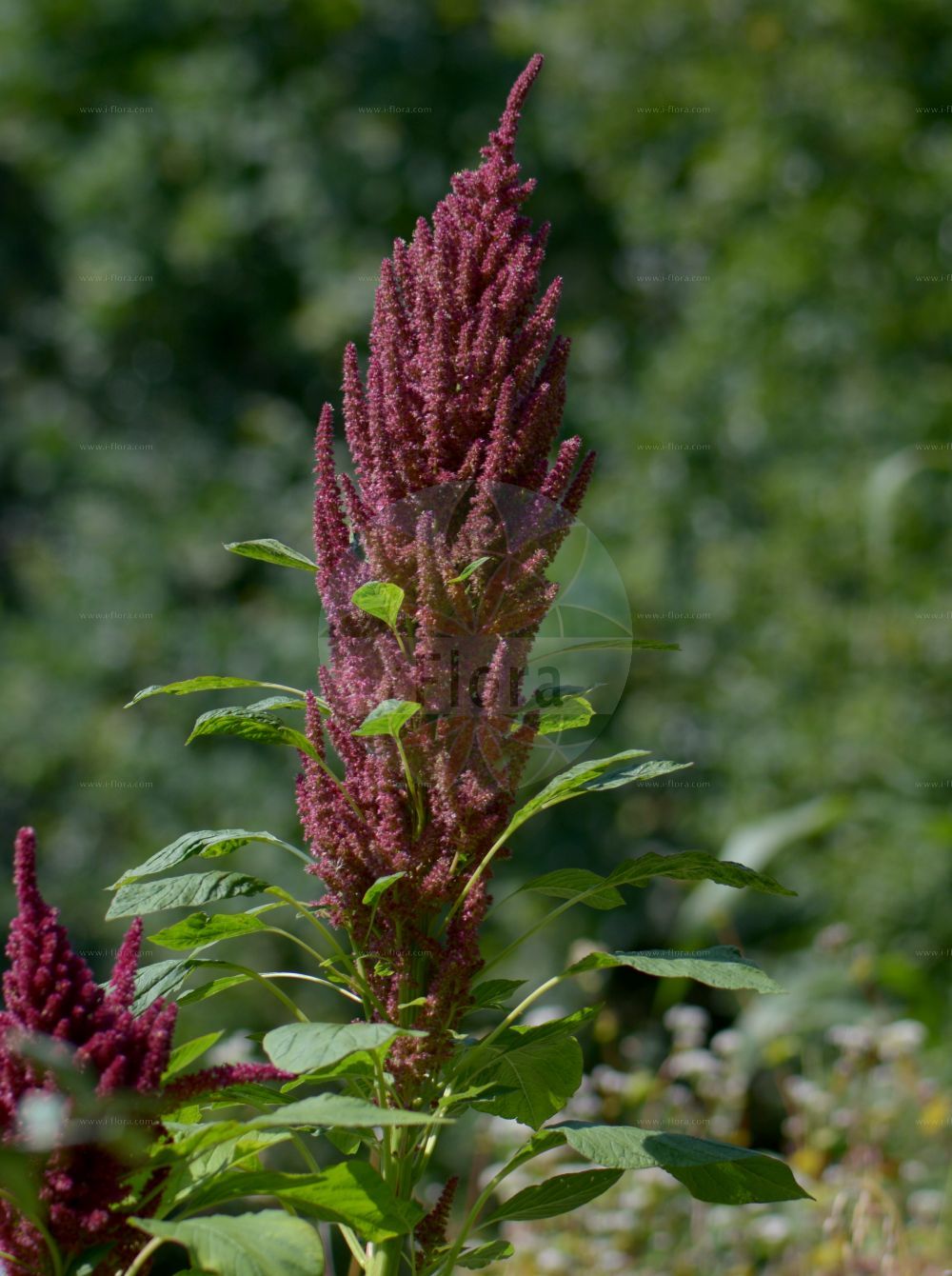 Foto von Amaranthus caudatus. Das Bild zeigt Blatt und Bluete. Das Foto wurde in Jena, Thüringen, Deutschland aufgenommen. ---- Photo of Amaranthus caudatus. The image is showing leaf and flower. The picture was taken in Jena, Thuringia, Germany.(Amaranthus caudatus,Amaranthus caudatus,Amaranthus mantegazzianus,Amaranthus maximus,Amaranthus,Fuchsschwanz,Pigweed,Amaranthaceae,Fuchsschwanzgewächse,Pigweed family,Blatt,Bluete,leaf,flower)