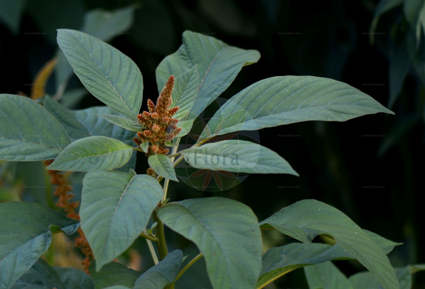 Foto von Amaranthus cruentus. Das Foto wurde in Genève, Schweiz aufgenommen. ---- Photo of Amaranthus cruentus. The picture was taken in Geneva, Switzerland.(Amaranthus cruentus,Amaranthus cruentus,Amaranthus paniculatus,Amaranthus paniculatus var. cruentus,Amaranthus,Fuchsschwanz,Pigweed,Amaranthaceae,Fuchsschwanzgewächse,Pigweed family)