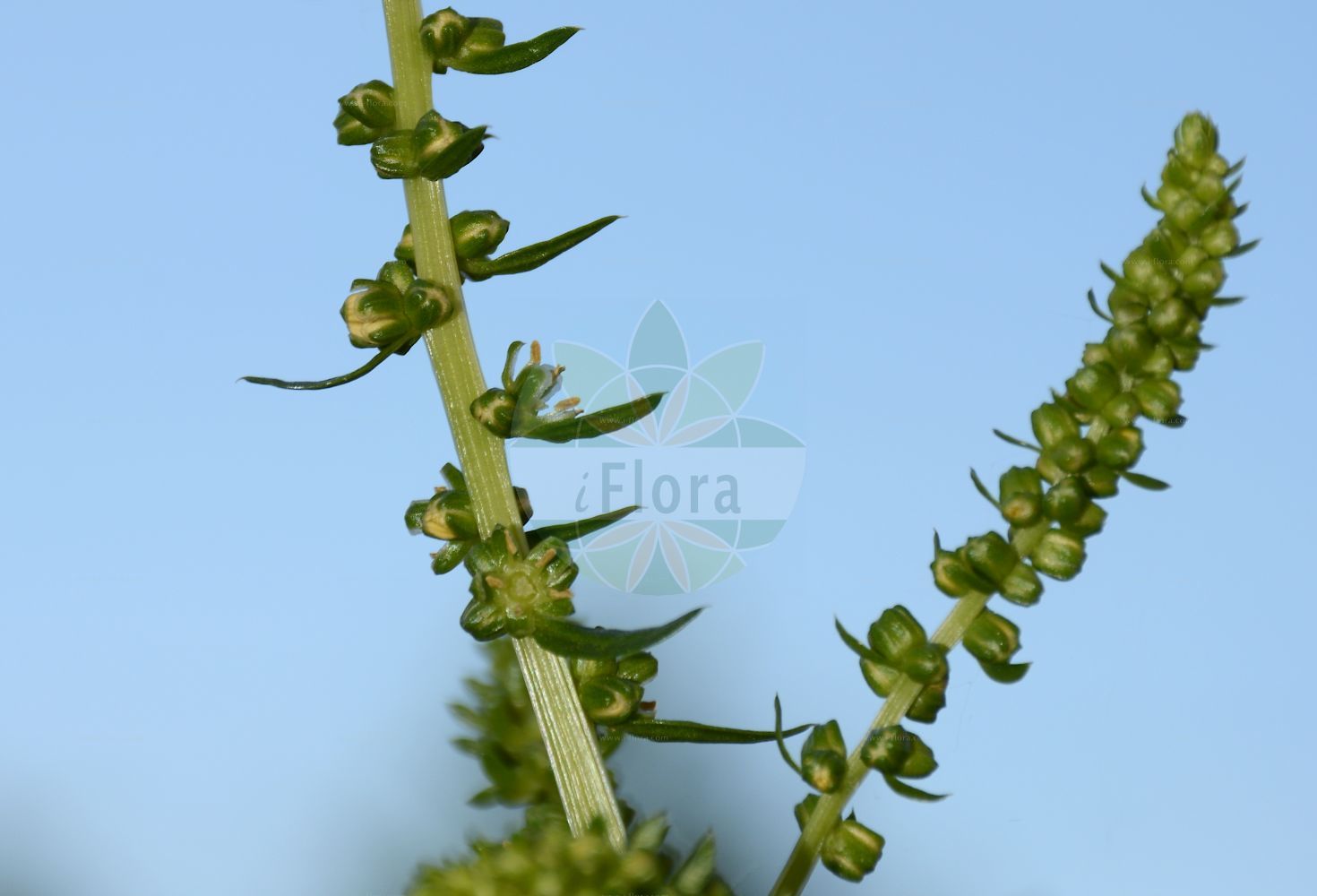 Foto von Beta vulgaris (Futter-Rübe - Beet). Das Bild zeigt Bluete. Das Foto wurde in Besancon, Bourgogne-Franche-Comté (Präfektur), Frankreich aufgenommen. ---- Photo of Beta vulgaris (Futter-Rübe - Beet). The image is showing flower. The picture was taken in Besançon, Bourgogne-Franche-Comté.(Beta vulgaris,Futter-Rübe,Beet,Beta cicla,Beta crispa,Beta esculenta,Beta sulcata,Beta vulgaris,Beta vulgaris subsp. esculenta,Futter-Ruebe,Beta-Ruebe,Gewoehnliche Ruebe,Mangold,Runkelruebe,Beet,Common Beet,Beet & Sea Beet,Beta,Rübe,Beet,Amaranthaceae,Fuchsschwanzgewächse,Pigweed family,Bluete,flower)