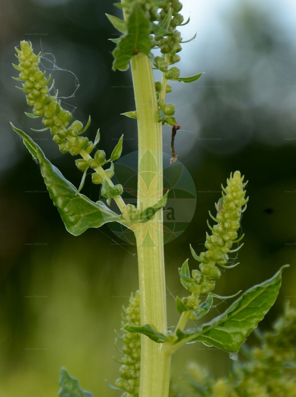 Foto von Beta vulgaris (Futter-Rübe - Beet). Das Bild zeigt Blatt und Bluete. Das Foto wurde in Besancon, Bourgogne-Franche-Comté (Präfektur), Frankreich aufgenommen. ---- Photo of Beta vulgaris (Futter-Rübe - Beet). The image is showing leaf and flower. The picture was taken in Besançon, Bourgogne-Franche-Comté.(Beta vulgaris,Futter-Rübe,Beet,Beta cicla,Beta crispa,Beta esculenta,Beta sulcata,Beta vulgaris,Beta vulgaris subsp. esculenta,Futter-Ruebe,Beta-Ruebe,Gewoehnliche Ruebe,Mangold,Runkelruebe,Beet,Common Beet,Beet & Sea Beet,Beta,Rübe,Beet,Amaranthaceae,Fuchsschwanzgewächse,Pigweed family,Blatt,Bluete,leaf,flower)