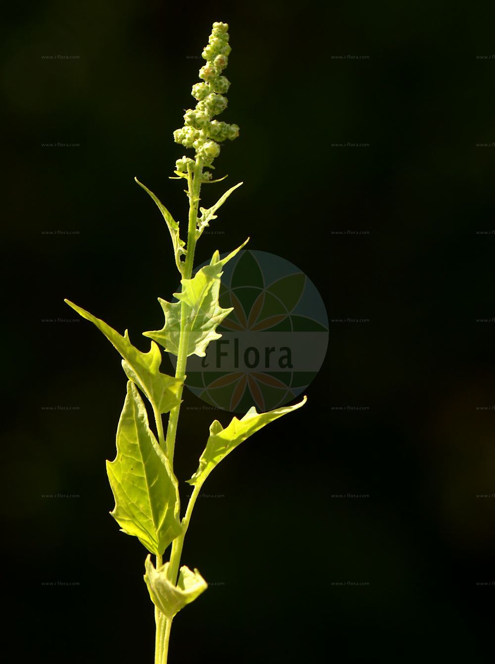 Foto von Chenopodiastrum hybridum (Breitblättriger Gänsefuß - Maple-leaved Goosefoot). Das Bild zeigt Blatt und Bluete. Das Foto wurde in Wiesloch, Rhein-Neckar-Kreis, Baden-Württemberg, Deutschland, Neckarland aufgenommen. ---- Photo of Chenopodiastrum hybridum (Breitblättriger Gänsefuß - Maple-leaved Goosefoot). The image is showing leaf and flower. The picture was taken in Wiesloch, Rhein-Neckar district, Baden-Wuerttemberg, Germany, Neckarland.(Chenopodiastrum hybridum,Breitblättriger Gänsefuß,Maple-leaved Goosefoot,Chenopodiastrum hybridum,Chenopodium angulosum,Chenopodium hybridum,Breitblaettriger Gaensefuss,Bastard-Gaensefuss,Sautod-Gaensefuss,Stechapfelblaettriger Gaensefuss,Maple-leaved Goosefoot,Bigseed Goosefoot,Maple-leaf Goosefoot,Sowbane,Chenopodiastrum,Amaranthaceae,Fuchsschwanzgewächse,Pigweed family,Blatt,Bluete,leaf,flower)