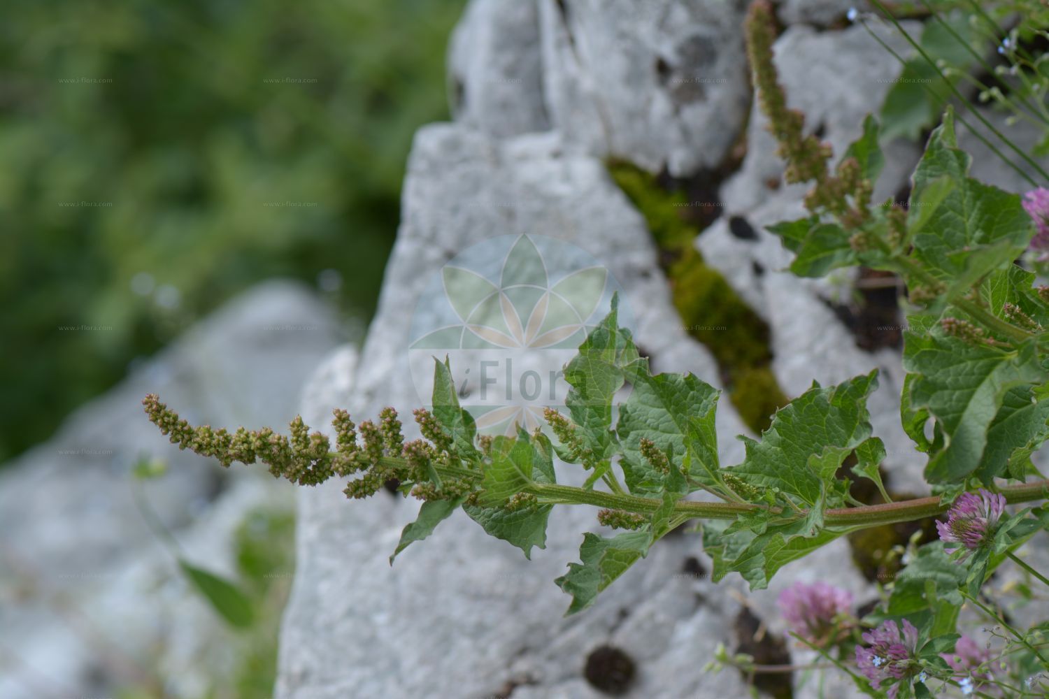 Foto von Blitum bonus-henricus (Guter Heinrich - Good-King-Henry). Das Bild zeigt Blatt und Bluete. Das Foto wurde in Monte Bondeone, Provincia Autonoma di Trento, Italien, Alpen aufgenommen. ---- Photo of Blitum bonus-henricus (Guter Heinrich - Good-King-Henry). The image is showing leaf and flower. The picture was taken in Monte Bondeone, Provincia Autonoma di Trento, Italy, Alps.(Blitum bonus-henricus,Guter Heinrich,Good-King-Henry,Blitum bonus-henricus,Chenopodium bonus-henricus,Guter Heinrich,Good-King-Henry,Perennial Goosefoot,Blitum,Amaranthaceae,Fuchsschwanzgewächse,Pigweed family,Blatt,Bluete,leaf,flower)