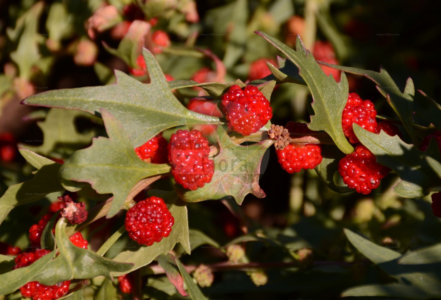 Foto von Blitum virgatum (Echter Erdbeerspinat - Strawberry Goosefoot). Das Bild zeigt Blatt, Bluete und Frucht. Das Foto wurde in Mainz, Rheinland-Pfalz, Deutschland aufgenommen. ---- Photo of Blitum virgatum (Echter Erdbeerspinat - Strawberry Goosefoot). The image is showing leaf, flower and fruit. The picture was taken in Mainz, Rhineland-Palatinate, Germany.(Blitum virgatum,Echter Erdbeerspinat,Strawberry Goosefoot,Blitum virgatum,Chenopodium foliosum,Chenopodium virgatum,Morocarpus foliosus,Echter Erdbeerspinat,Durchblaetterter Gaensefuss,Strawberry Goosefoot,Strawberry Blite,Leafy Goosefoot,Blitum,Amaranthaceae,Fuchsschwanzgewächse,Pigweed family,Blatt,Bluete,Frucht,leaf,flower,fruit)