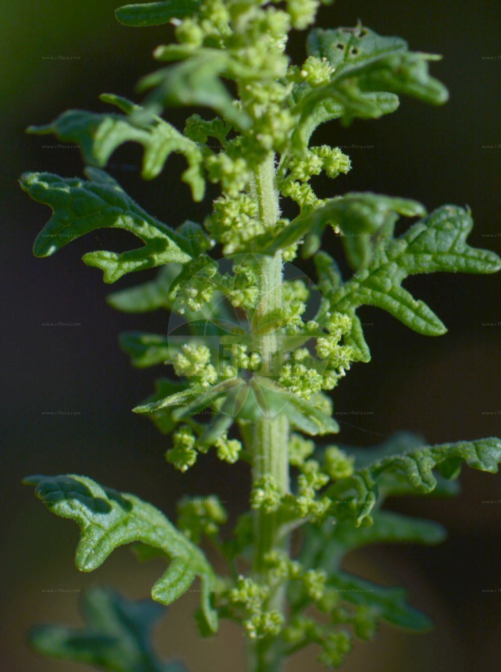 Foto von Dysphania botrys (Klebriger Drüsengänsefuß - Sticky Goosefoot). Das Bild zeigt Blatt und Bluete. Das Foto wurde in Nancy, Grand Est, Frankreich aufgenommen. ---- Photo of Dysphania botrys (Klebriger Drüsengänsefuß - Sticky Goosefoot). The image is showing leaf and flower. The picture was taken in Nancy, Grand Est, France.(Dysphania botrys,Klebriger Drüsengänsefuß,Sticky Goosefoot,Chenopodium botrys,Dysphania botrys,Klebriger Druesengaensefuss,Druesen-Gaensefuss,Klebriger Gaensefuss,Sticky Goosefoot,Jerusalem-oak Goosefoot,Dysphania,Drüsengänsefuß,Goosefoot,Amaranthaceae,Fuchsschwanzgewächse,Pigweed family,Blatt,Bluete,leaf,flower)